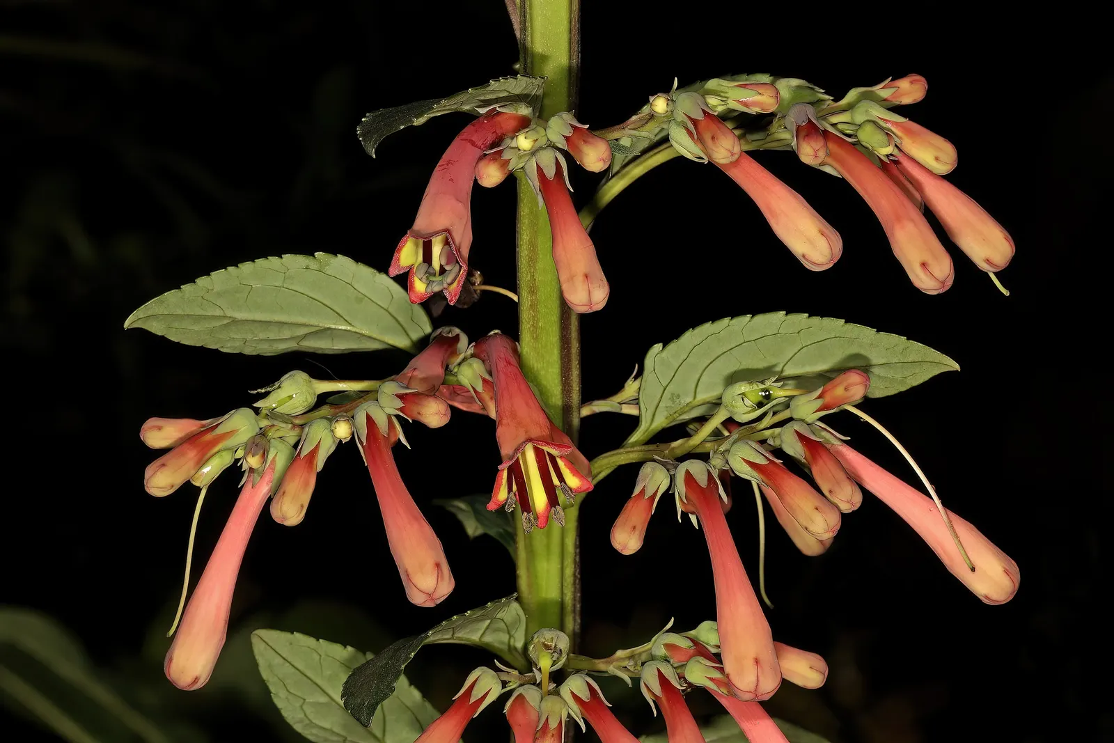 Cape Fuchsia (Phygelius Capensis) — it reaches about 3-4 feet in height and spread