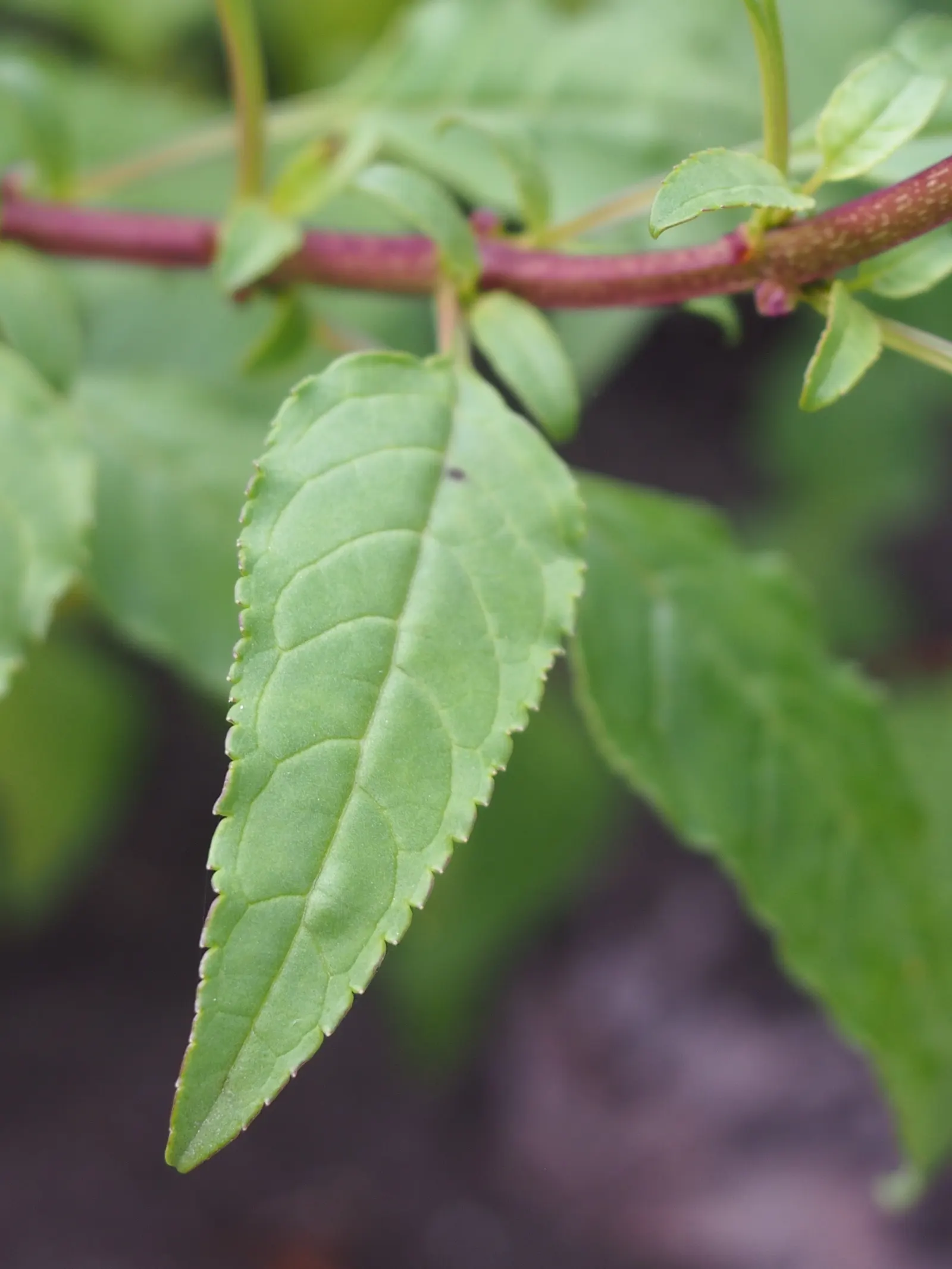 Cape Fuchsia (Phygelius Capensis) — Pruning in late winter can help maintain a robust, tidy form and promote vigorous spring growth