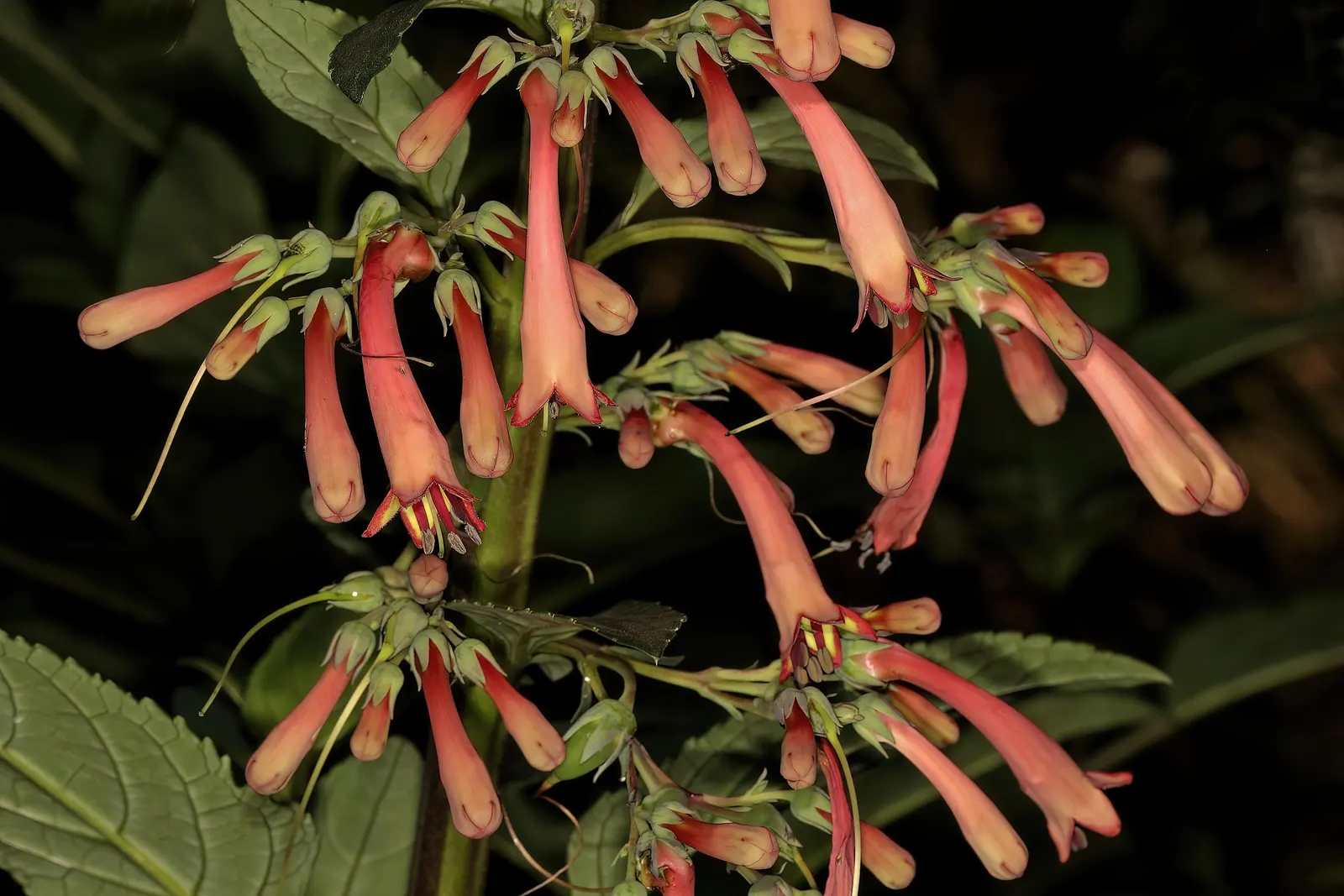 Cape Fuchsia (Phygelius Capensis) — consider its appeal to hummingbirds and other pollinators