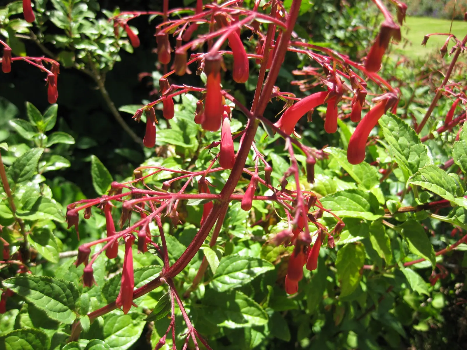 Cape Fuchsia (Phygelius Capensis) — this eye-catching plant stands out with its tubular flowers; perennial with orange and red blooms