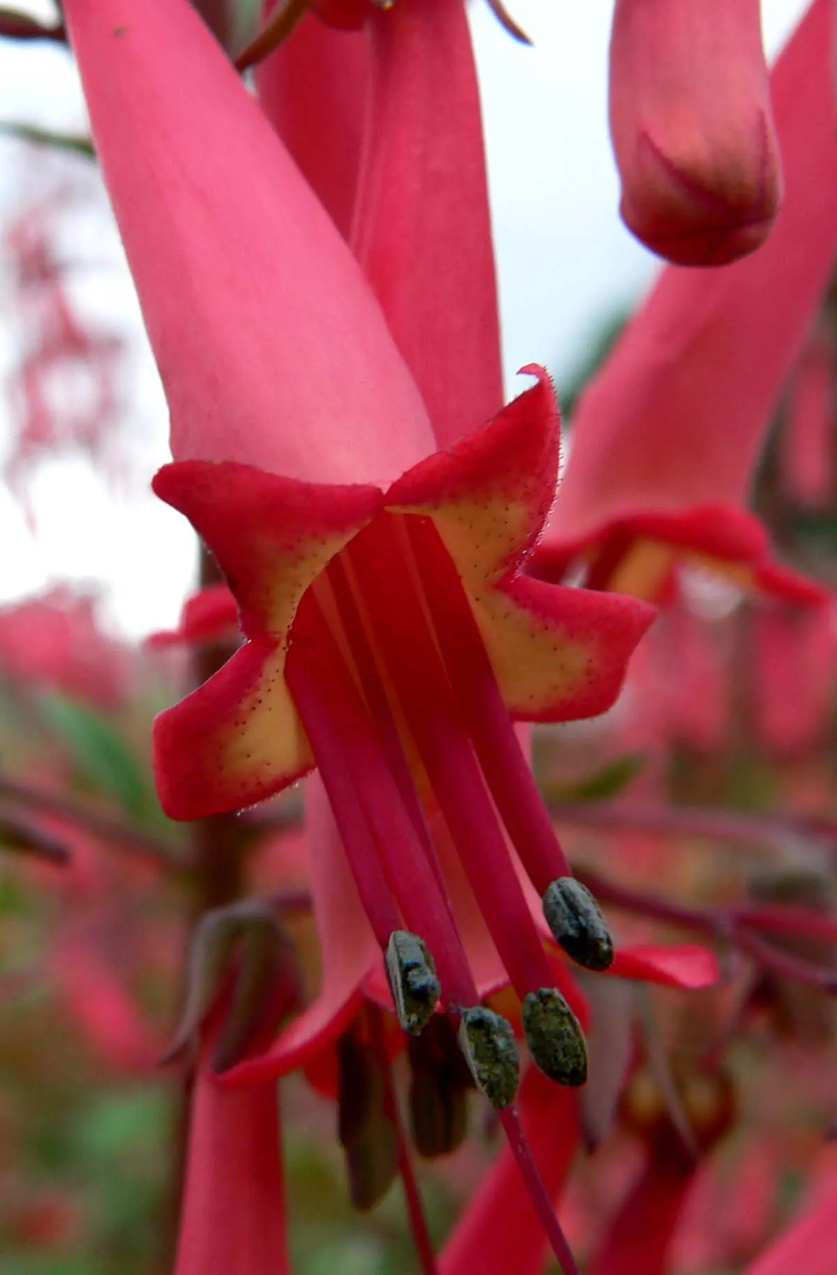 Cape Fuchsia (Phygelius Capensis) — adds a splash to gardens with trumpet-shaped flowers in reds and pinks; this eye-catching plant stands out with, image 52