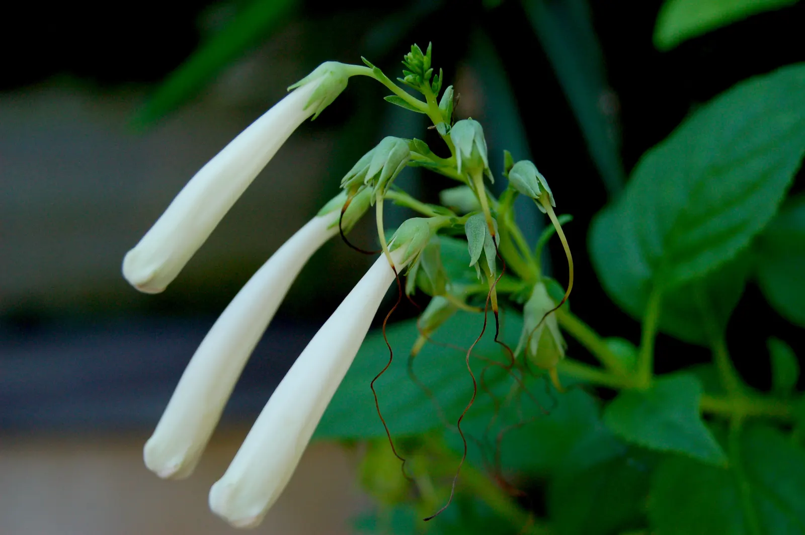 Cape Fuchsia (Phygelius Capensis) — this eye-catching plant stands out with its tubular flowers