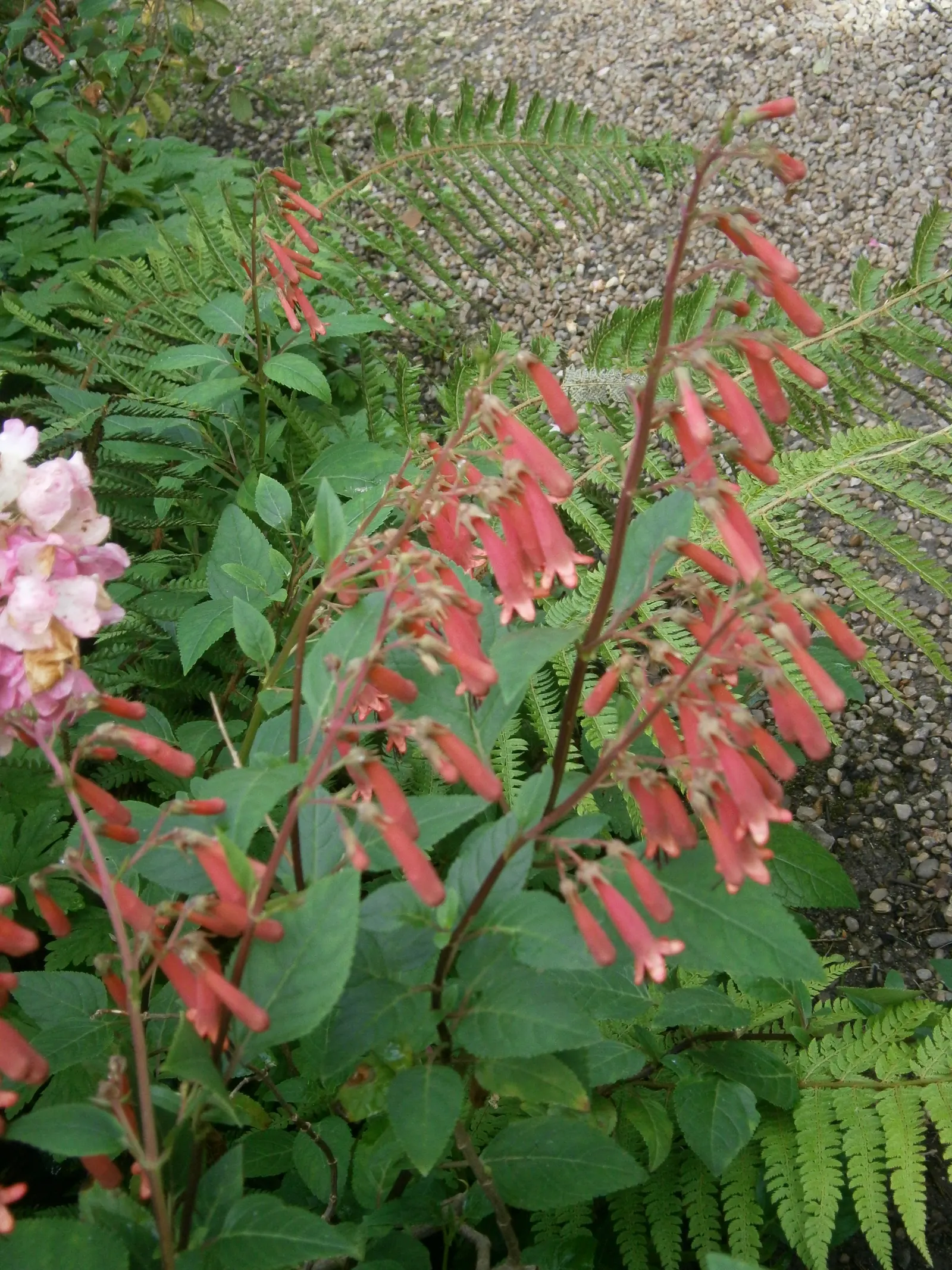 Cape Fuchsia (Phygelius Capensis) — Pruning in late winter can help maintain a robust, tidy form and promote vigorous spring growth; cape Fuchsia (Phygelius