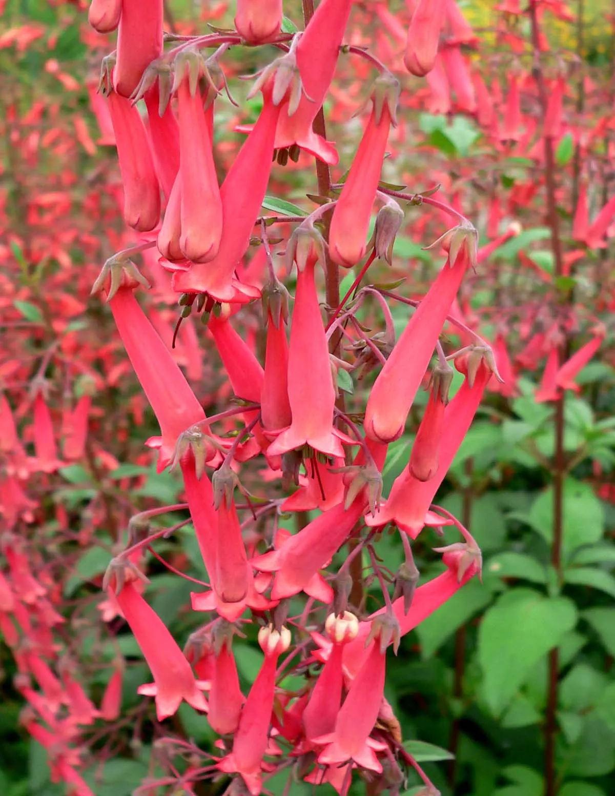 Cape Fuchsia (Phygelius Capensis) — The plant thrives in USDA Hardiness Zones 7 through 10, appreciating full sun to partial shade; adds a splash to gardens
