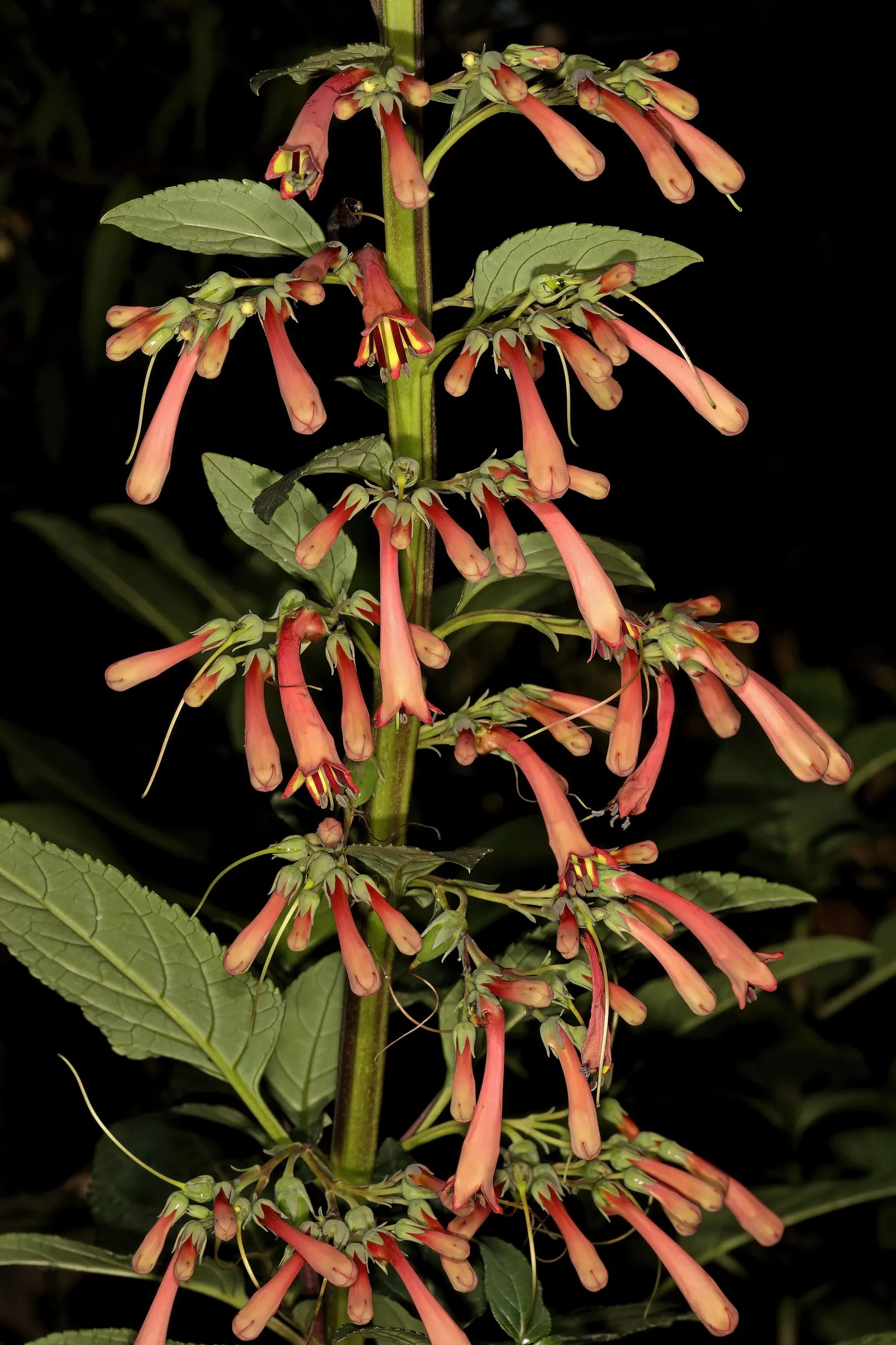 Cape Fuchsia (Phygelius Capensis) — Cut back in late winter for vigorous spring growth; thriving in USDA zones 7-10