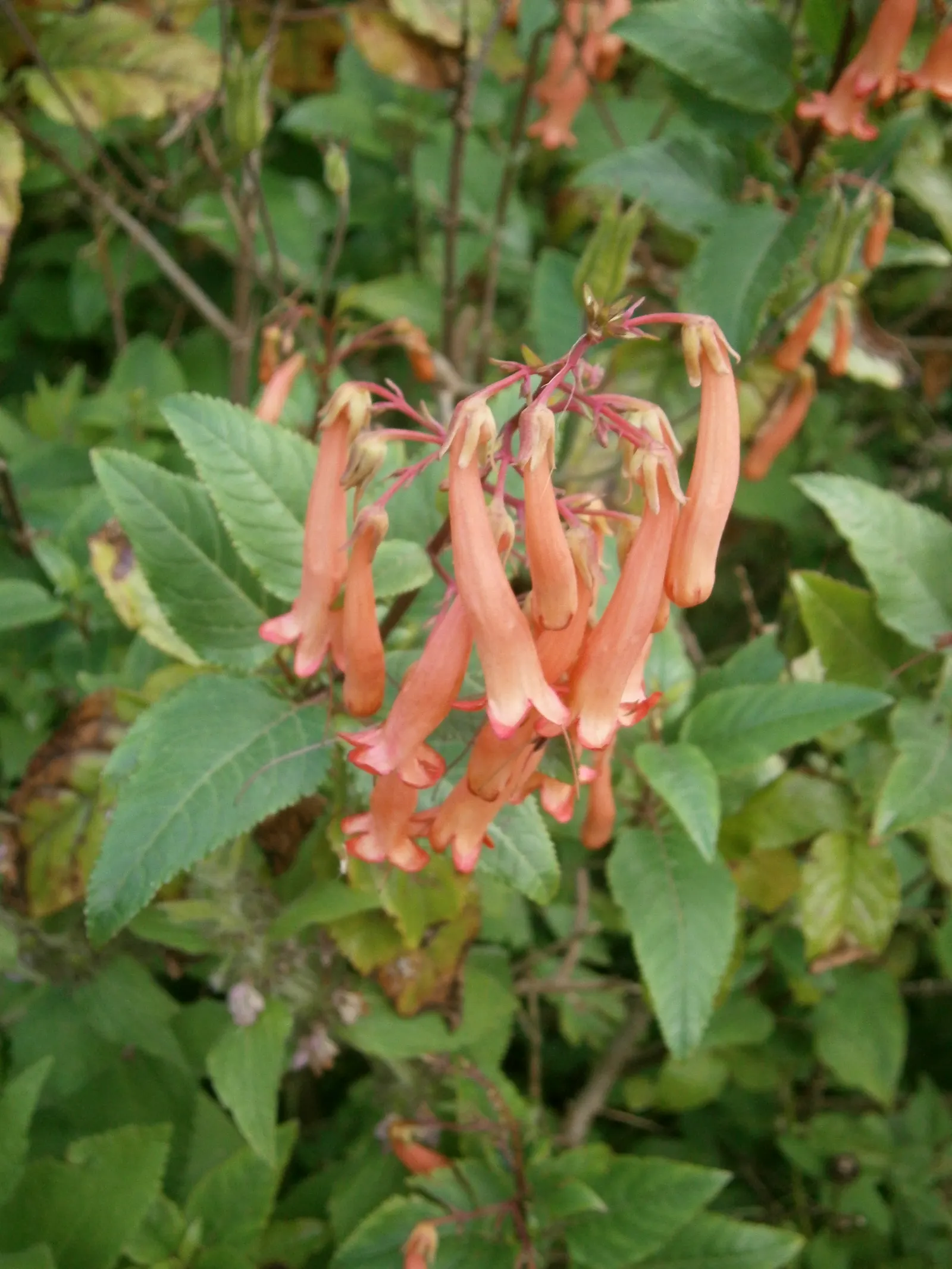 Cape Fuchsia (Phygelius Capensis) — Thriving in USDA zones 7-10