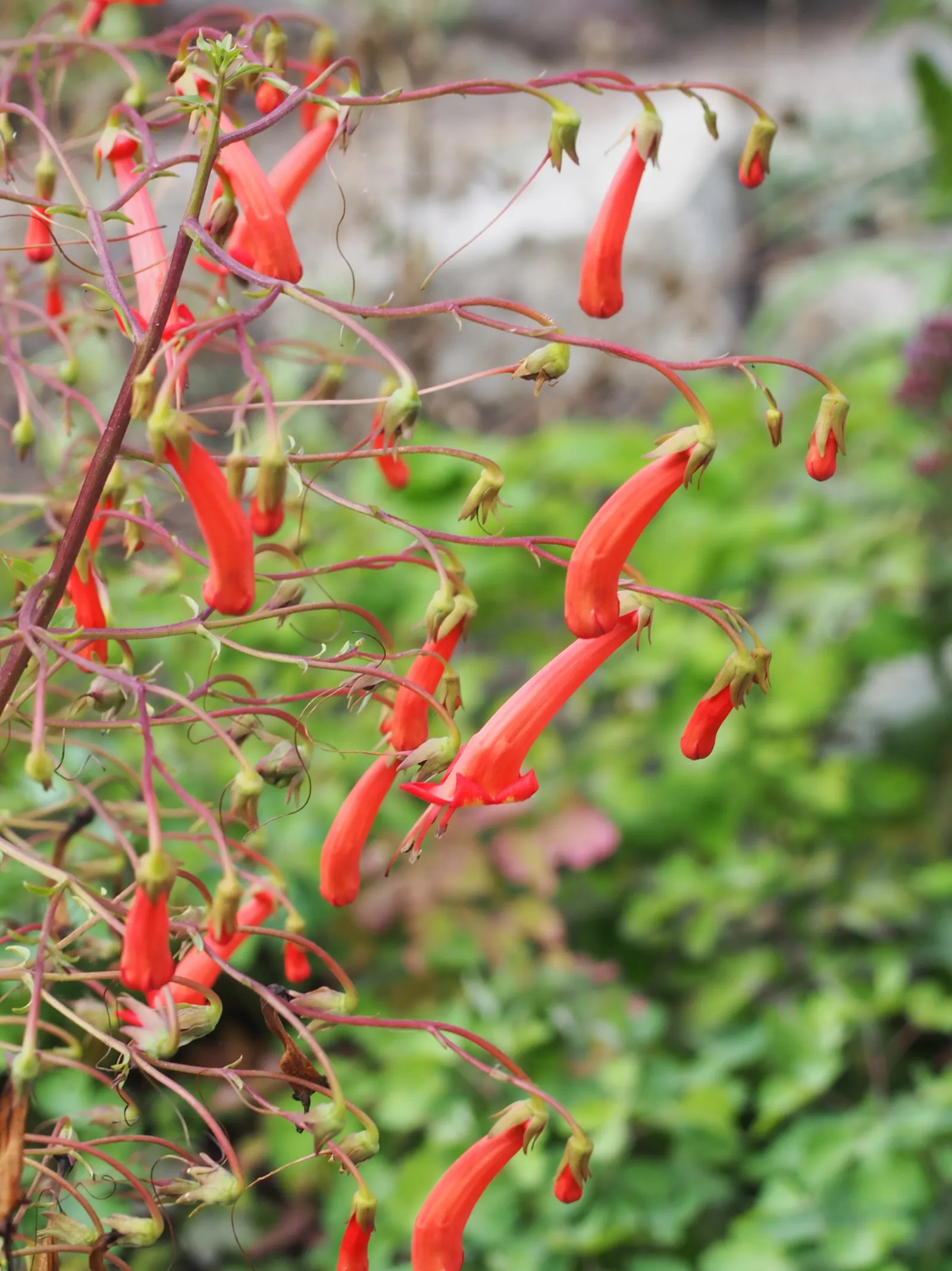 Cape Fuchsia (Phygelius Capensis) — preferring full sun to partial shade; requires well-draining soil and moderate watering