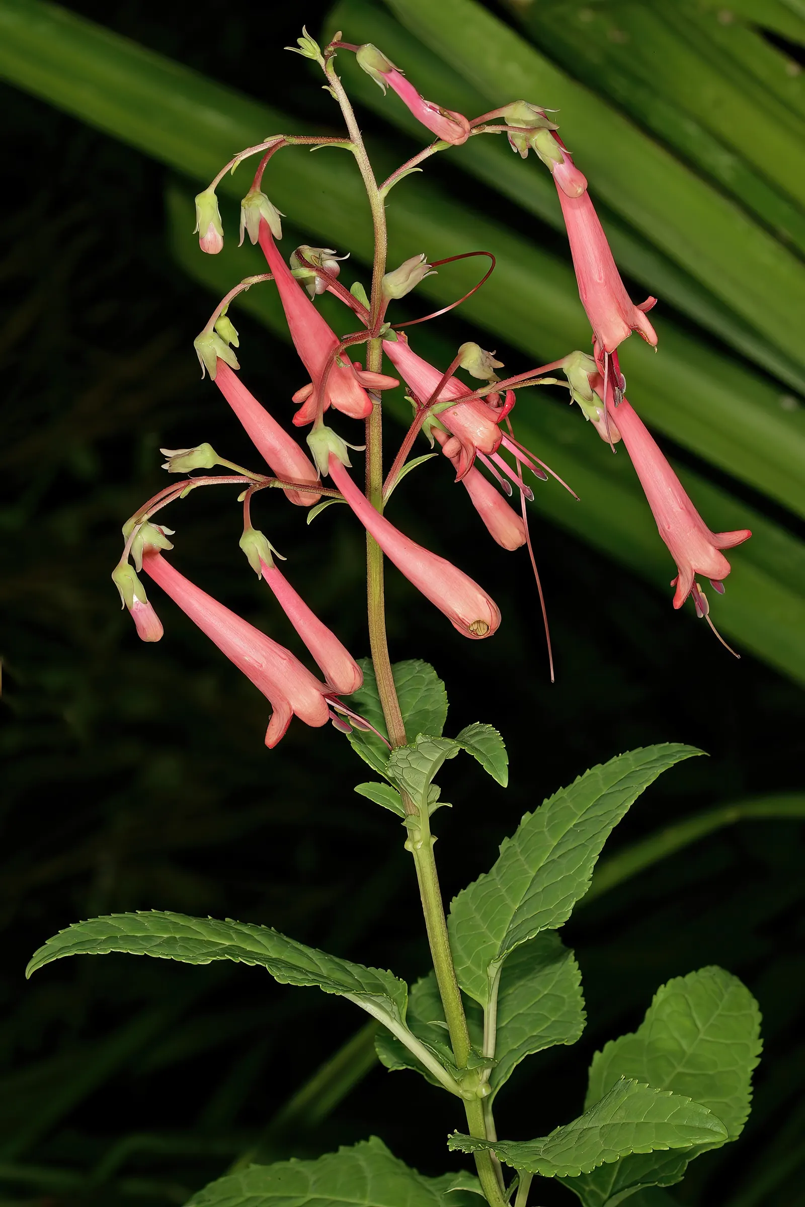 Cape Fuchsia (Phygelius Capensis) — While it's resilient to drought once established