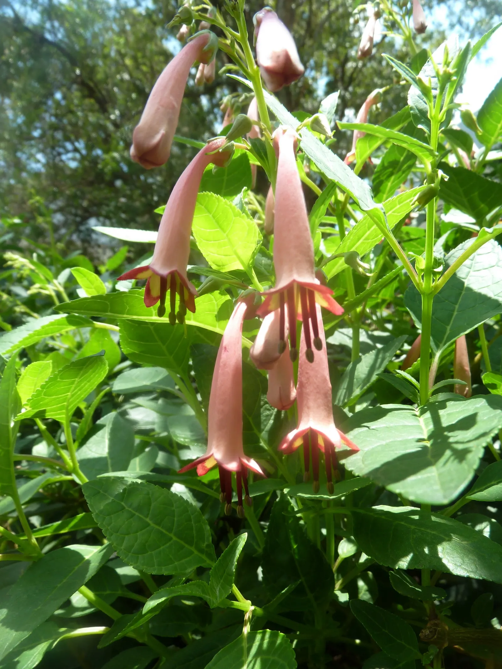 Cape Fuchsia (Phygelius Capensis) — although it's important to avoid waterlogged conditions