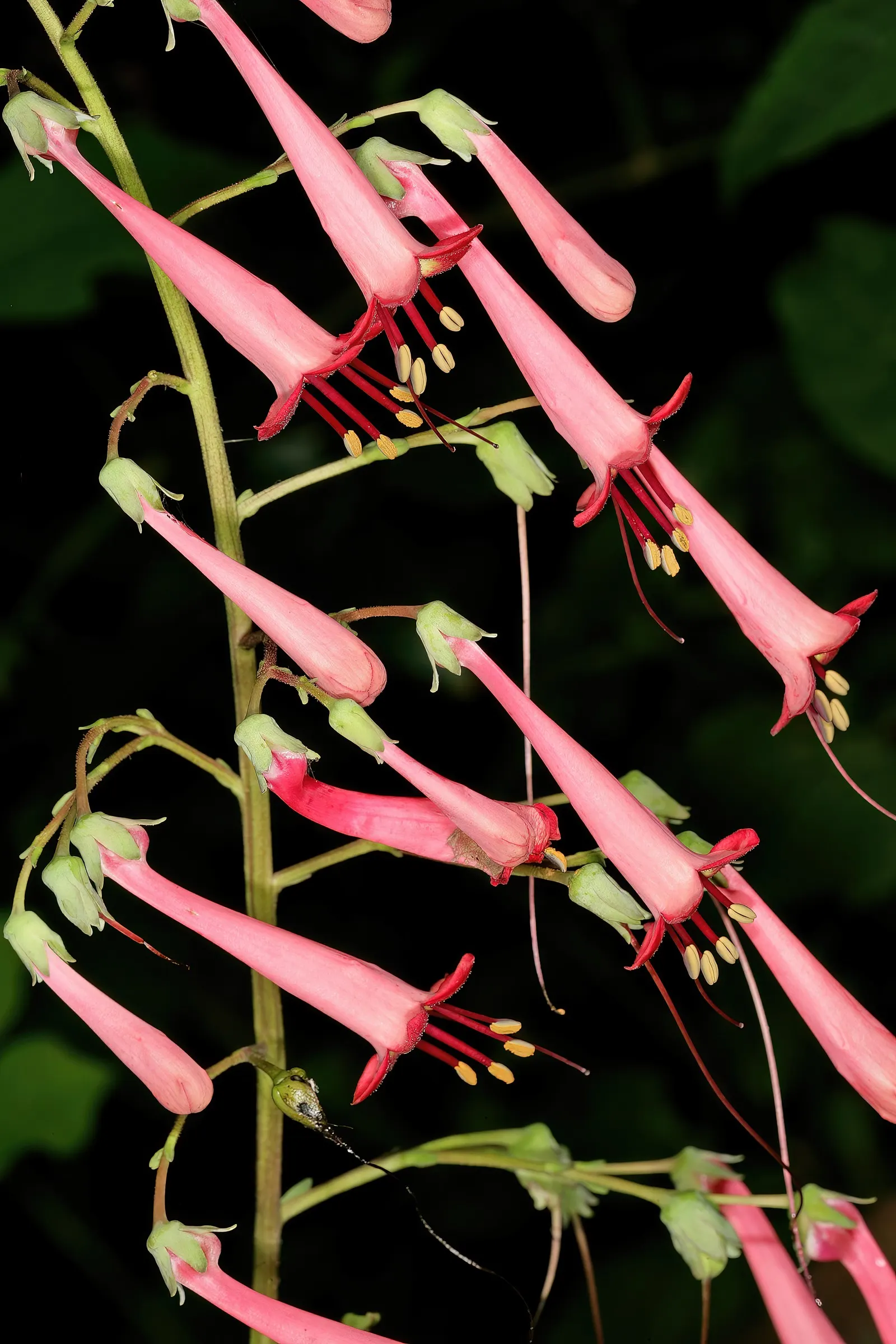 Cape Fuchsia (Phygelius Capensis) — which adds another layer of dynamic life to the garden