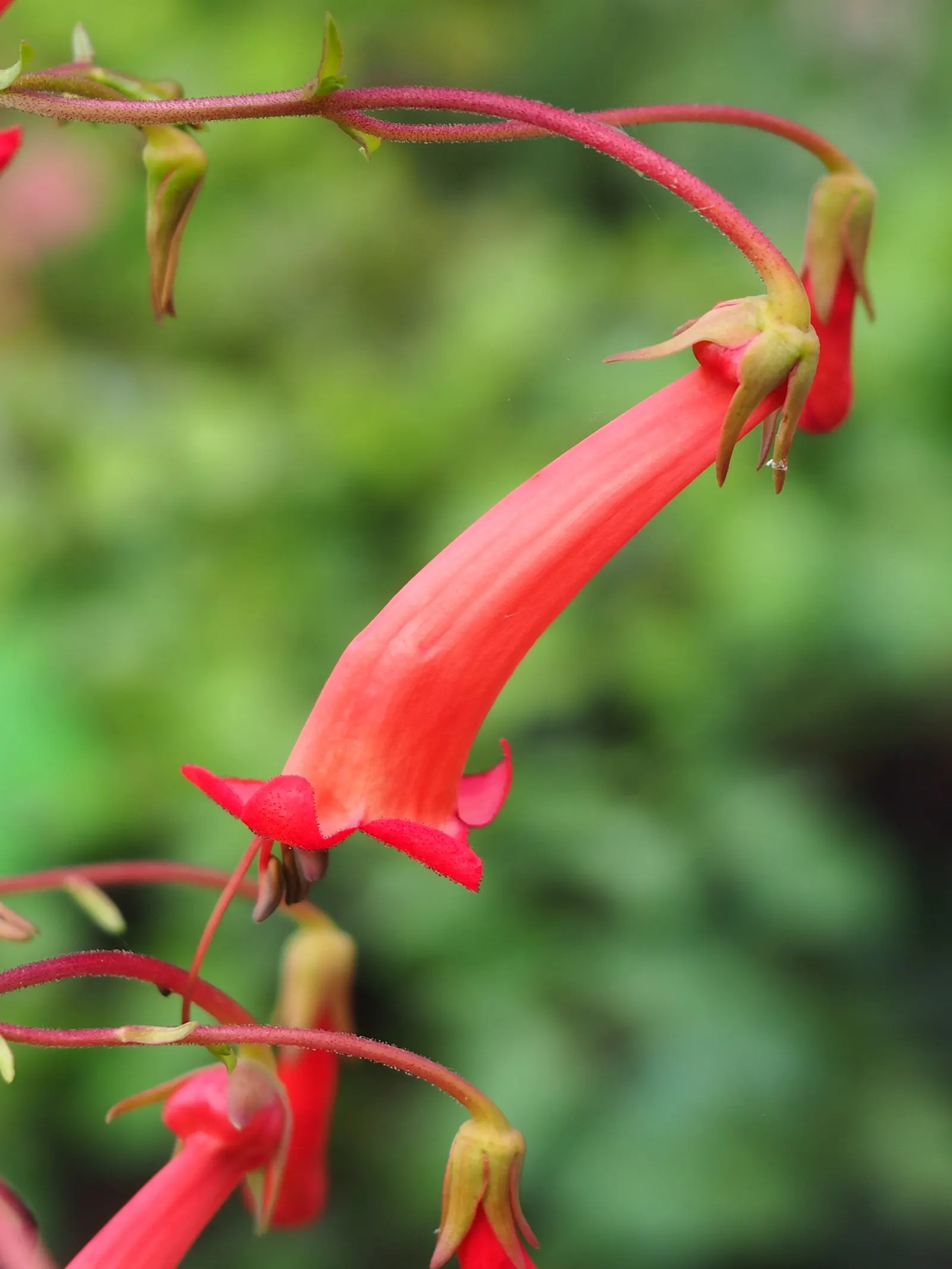 Cape Fuchsia (Phygelius Capensis) — typically 3 to 4 feet across; its cascading habit also makes it a prime candidate for elevated planters or slopes