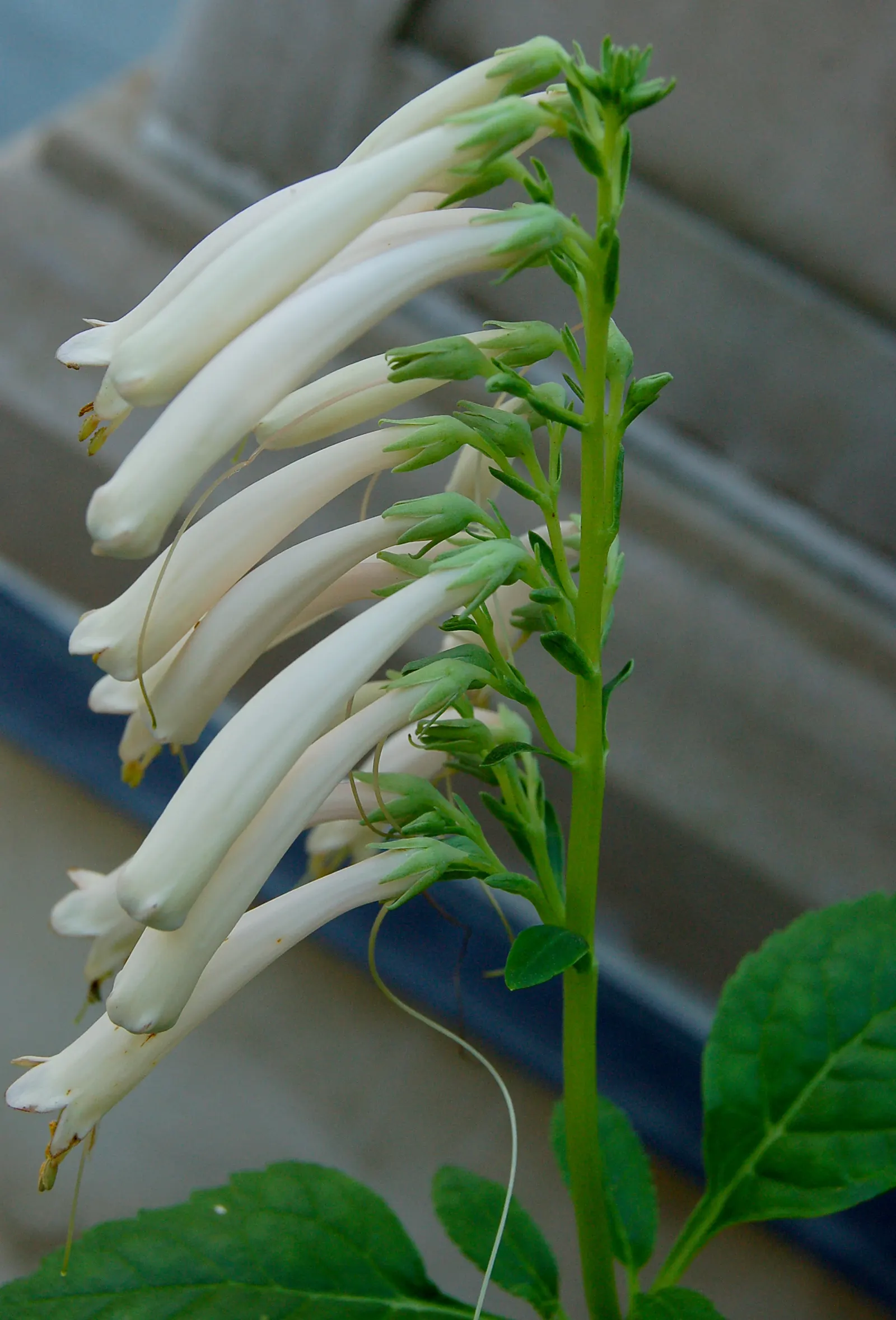 Cape Fuchsia (Phygelius Capensis) — Cape Fuchsia can reach a mature height of 3 to 4 feet and spread equally wide
