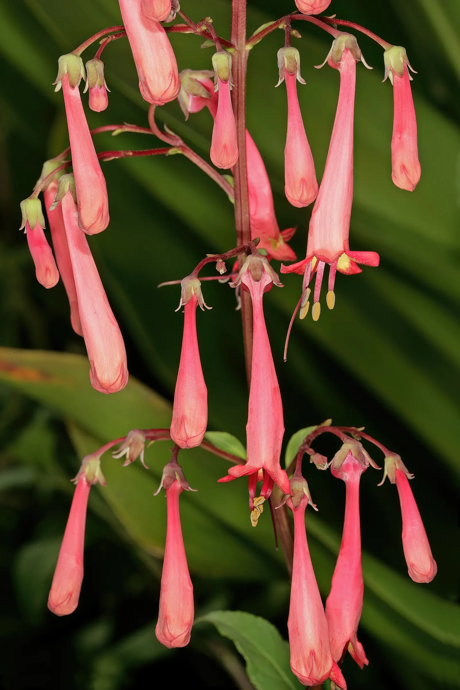 Cape Fuchsia (Phygelius Capensis) — Requires well-draining soil and moderate watering