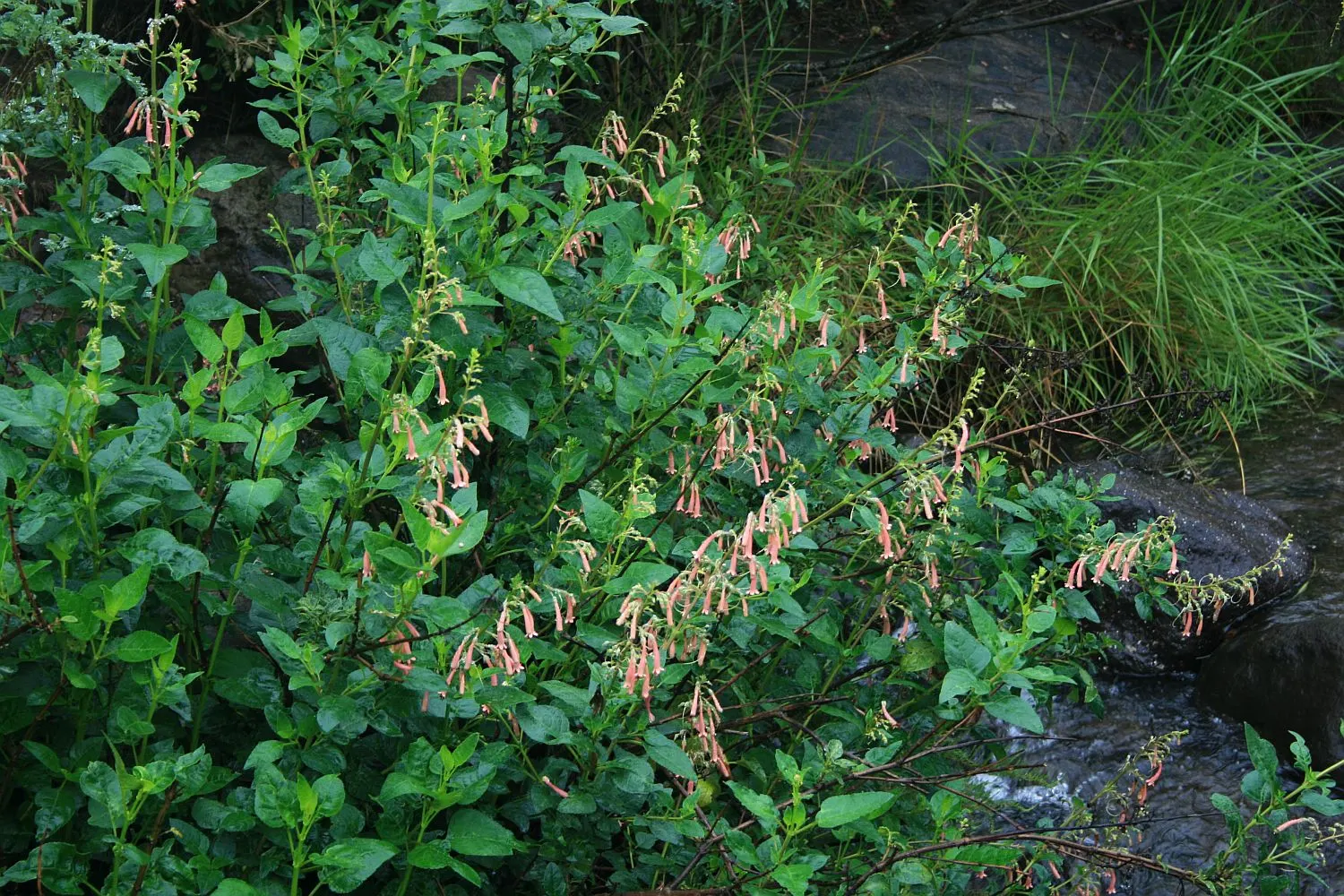 Cape Fuchsia (Phygelius Capensis) — Requires well-draining soil and moderate watering; where it can create a waterfall of color