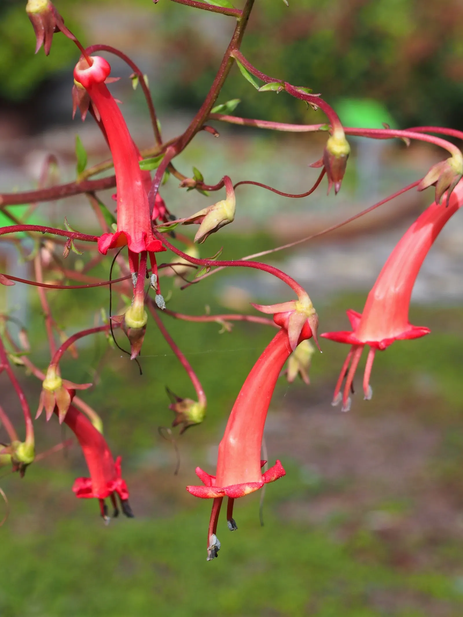 Cape Fuchsia (Phygelius Capensis) — although it's important to avoid waterlogged conditions; scientifically known as Phygelius capensis