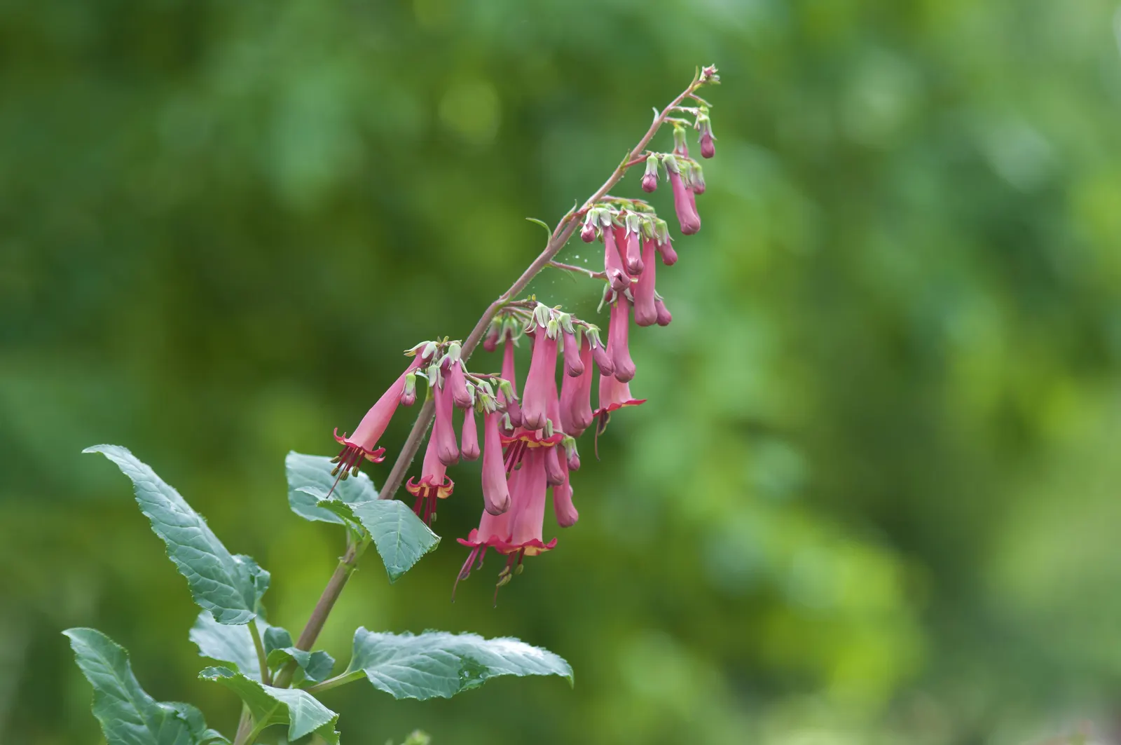 Cape Fuchsia (Phygelius Capensis) — orange and red flowers in the garden; cut back in late winter for vigorous spring growth