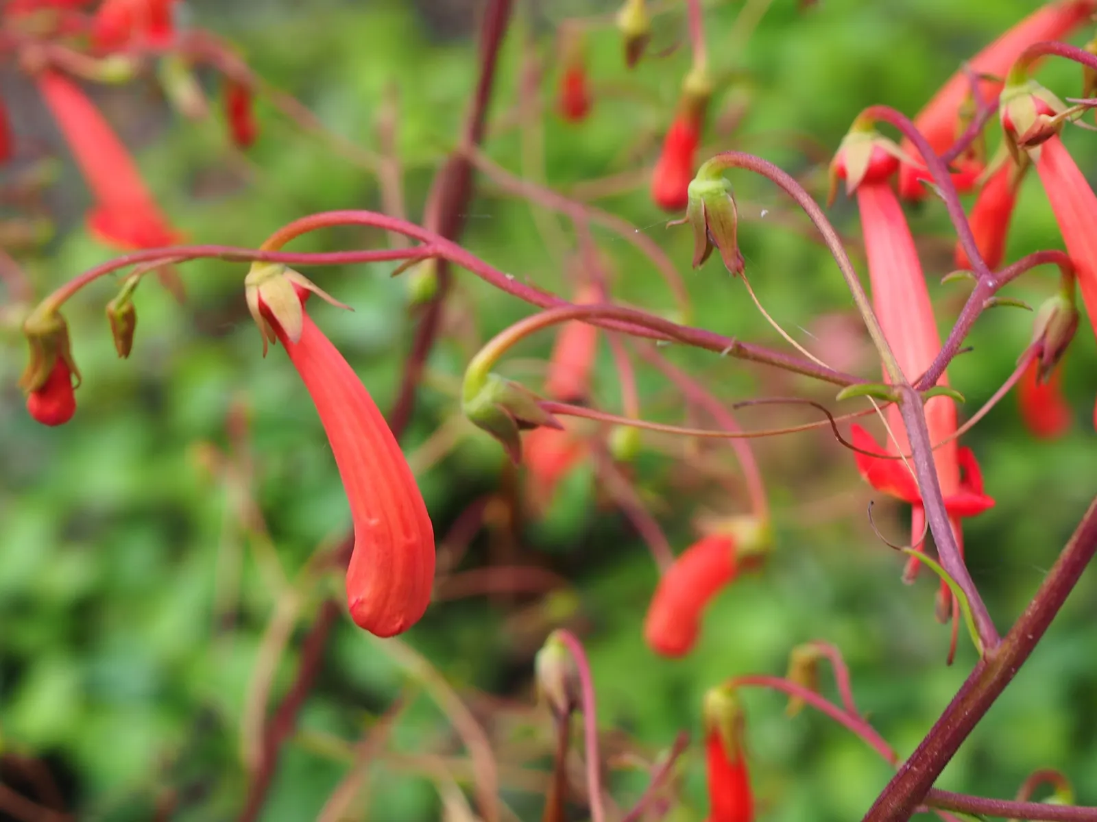 Cape Fuchsia (Phygelius Capensis) — adds a splash to gardens with trumpet-shaped flowers in reds and pinks