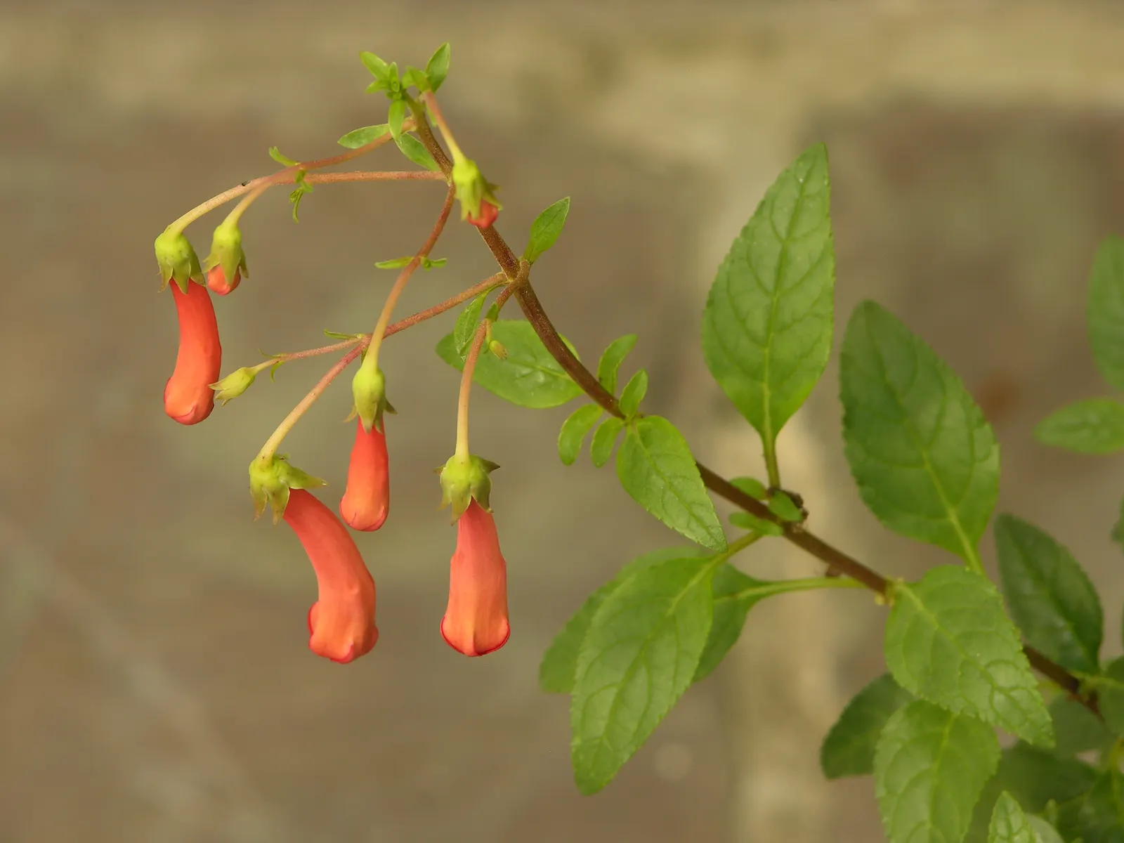 Cape Fuchsia (Phygelius Capensis) — Its long blooming season, from early summer to fall, invites hummingbirds
