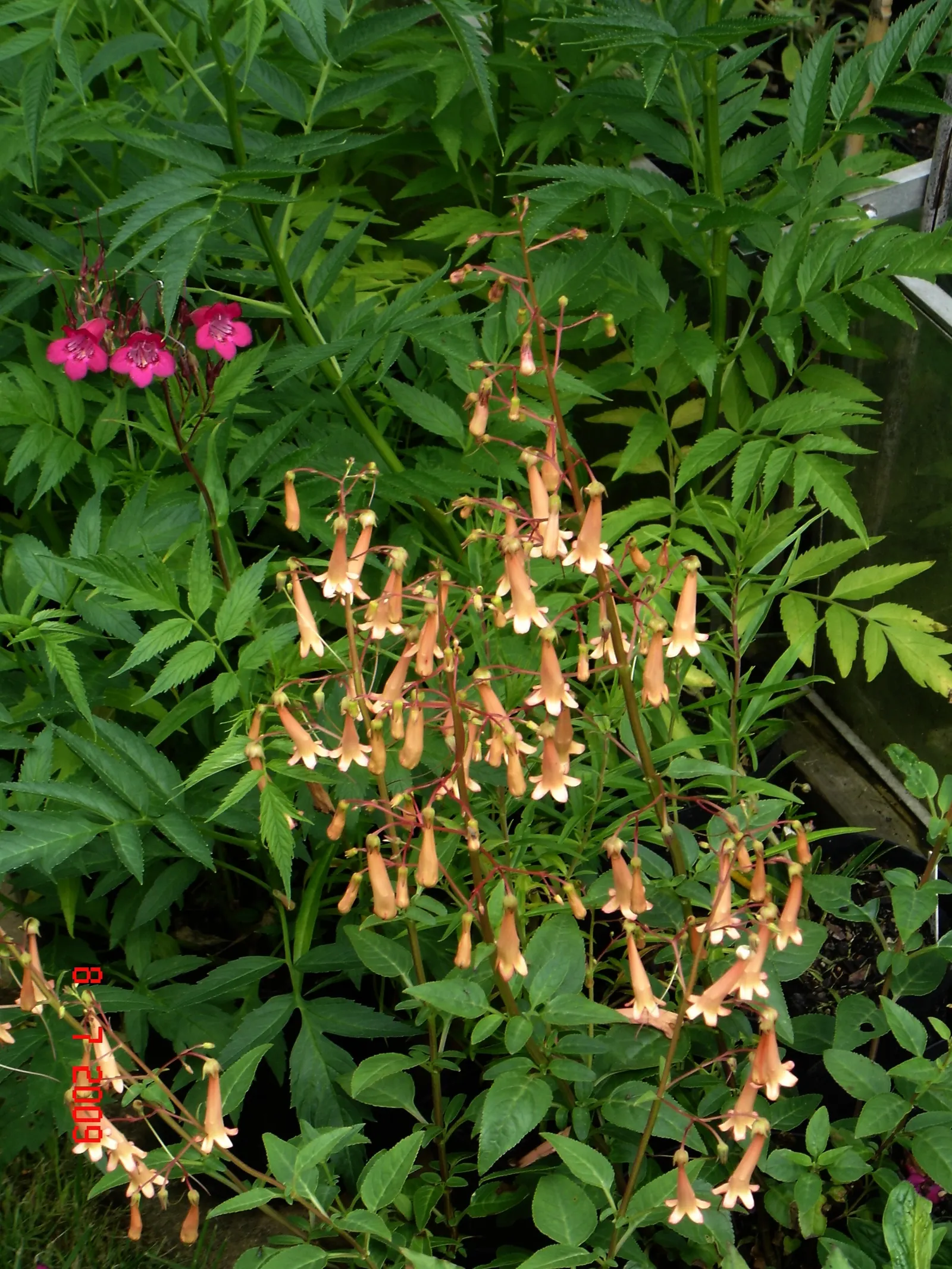 Cape Fuchsia (Phygelius Capensis) — which run the gamut from deep reds to vivid oranges and pinks; its long blooming season, from early summer to fall, invites