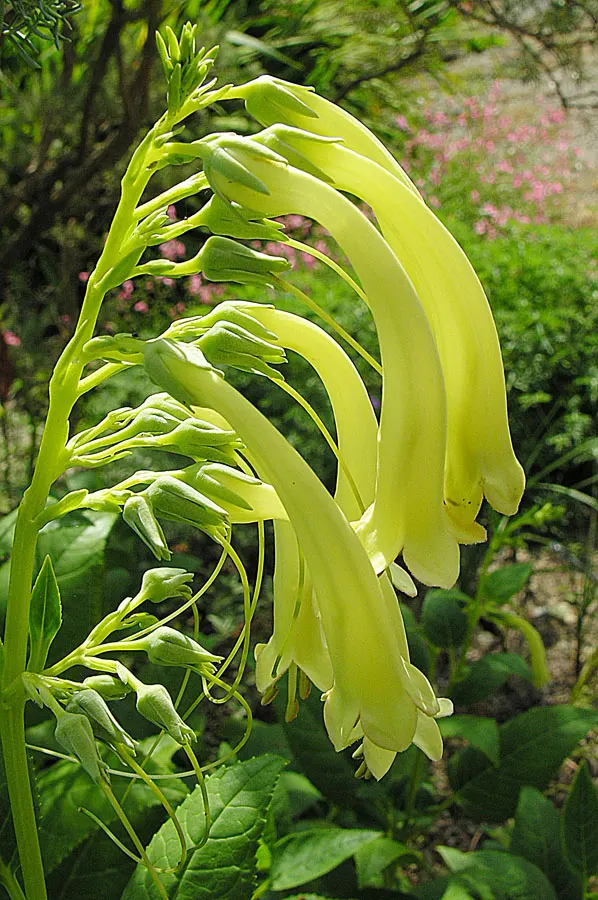 Cape Fuchsia (Phygelius Capensis) — is a vibrant perennial shrub that can infuse color and depth into any landscape design; while it's resilient to drought