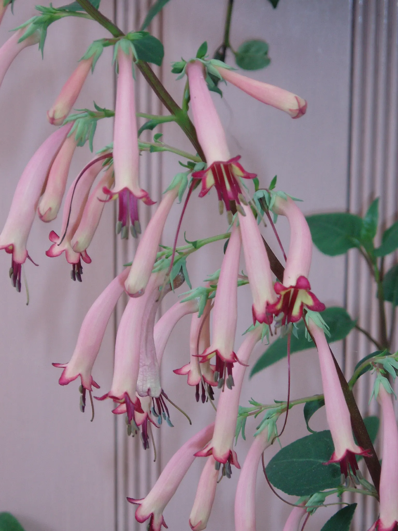 Cape Fuchsia (Phygelius Capensis) — perennial with orange and red blooms