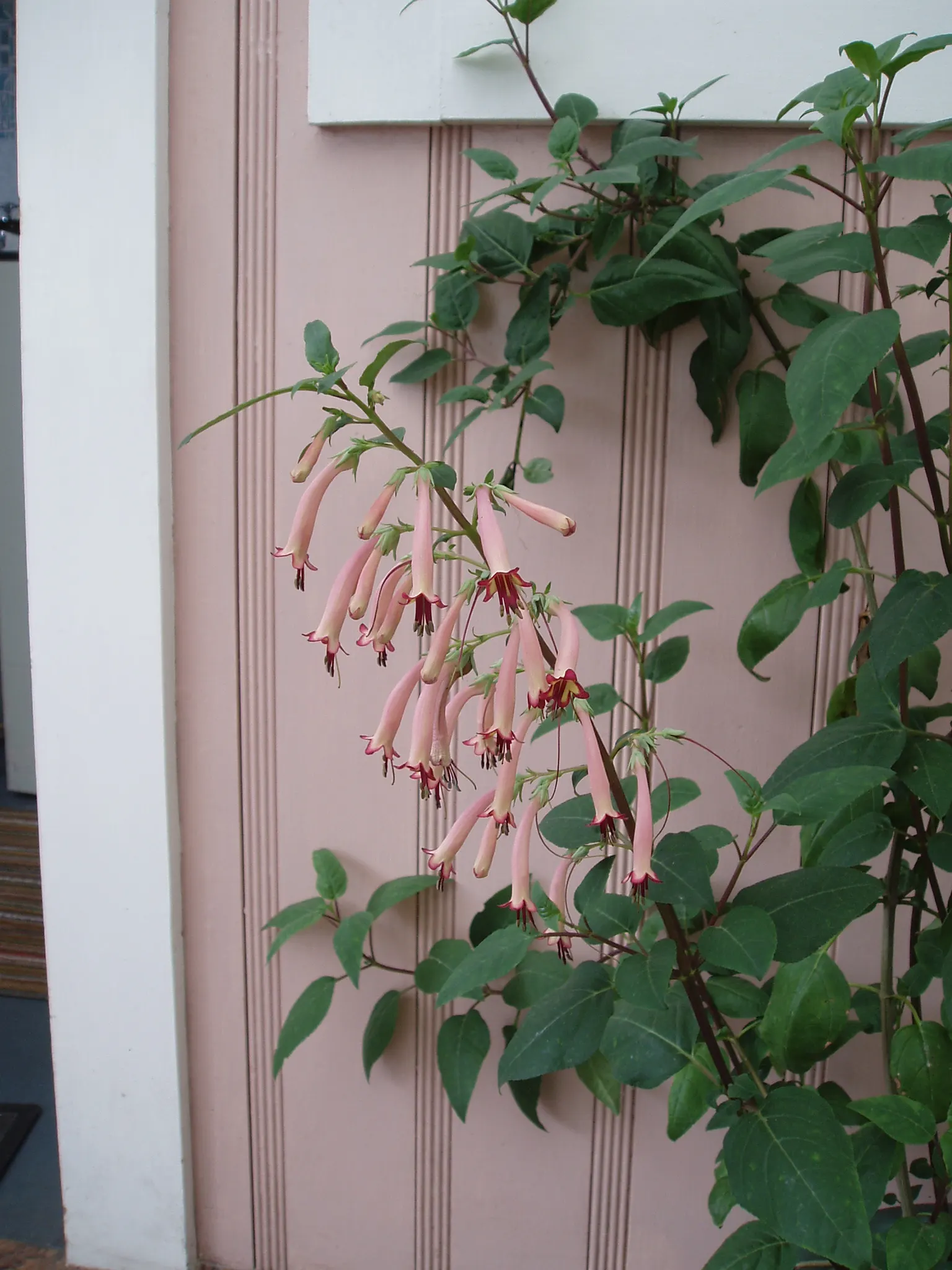 Cape Fuchsia (Phygelius Capensis) — Thriving in USDA zones 7-10; consider its appeal to hummingbirds and other pollinators