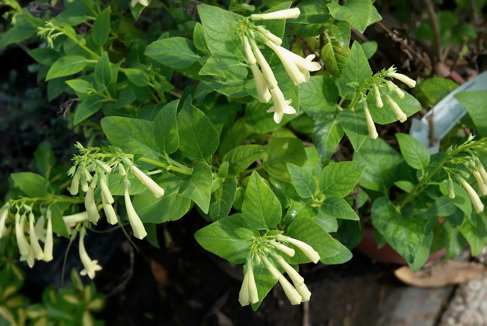 Cape Fuchsia (Phygelius Capensis) — Cut back in late winter for vigorous spring growth