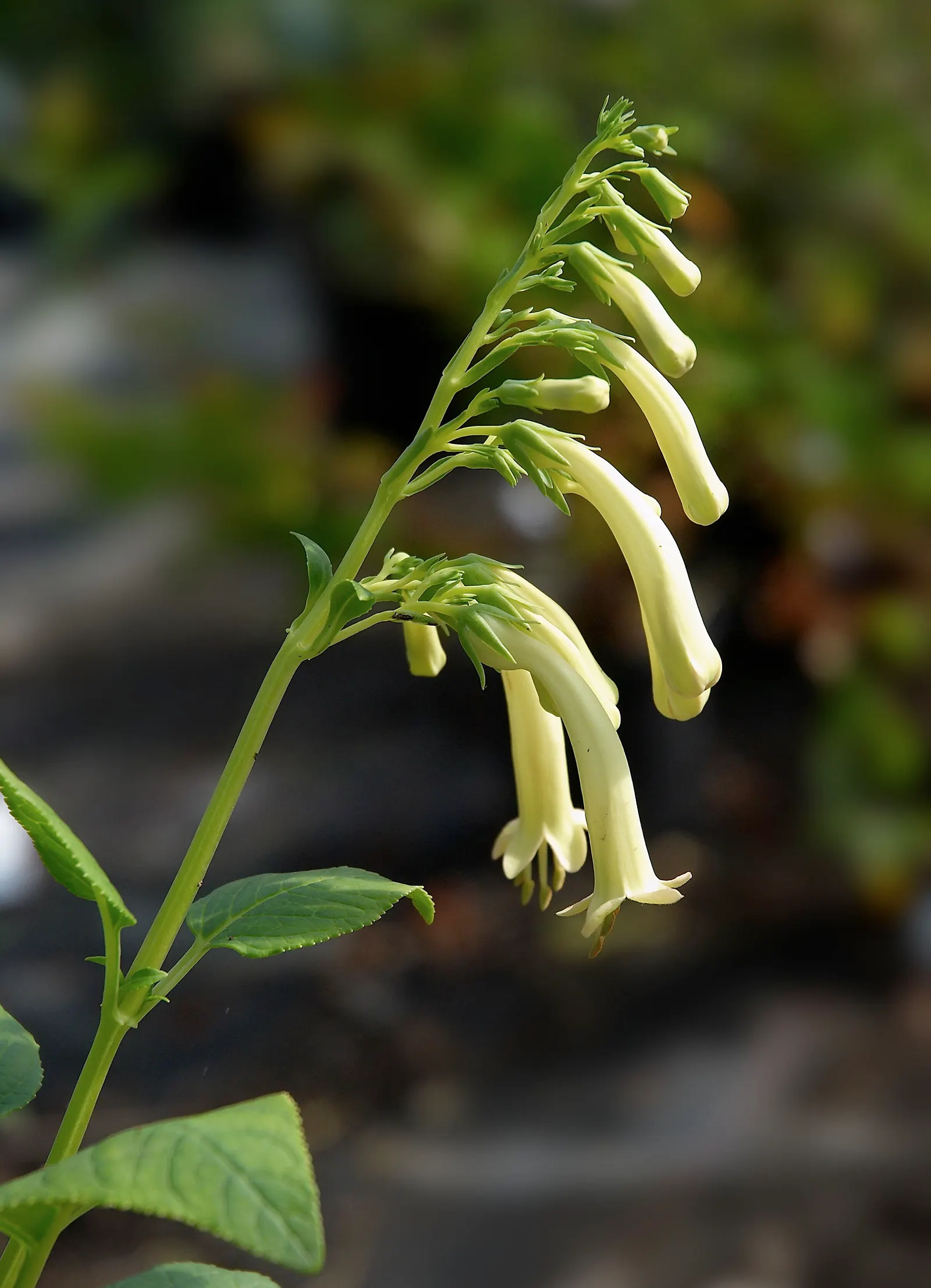 Cape Fuchsia (Phygelius Capensis) — The plant thrives in USDA Hardiness Zones 7 through 10, appreciating full sun to partial shade
