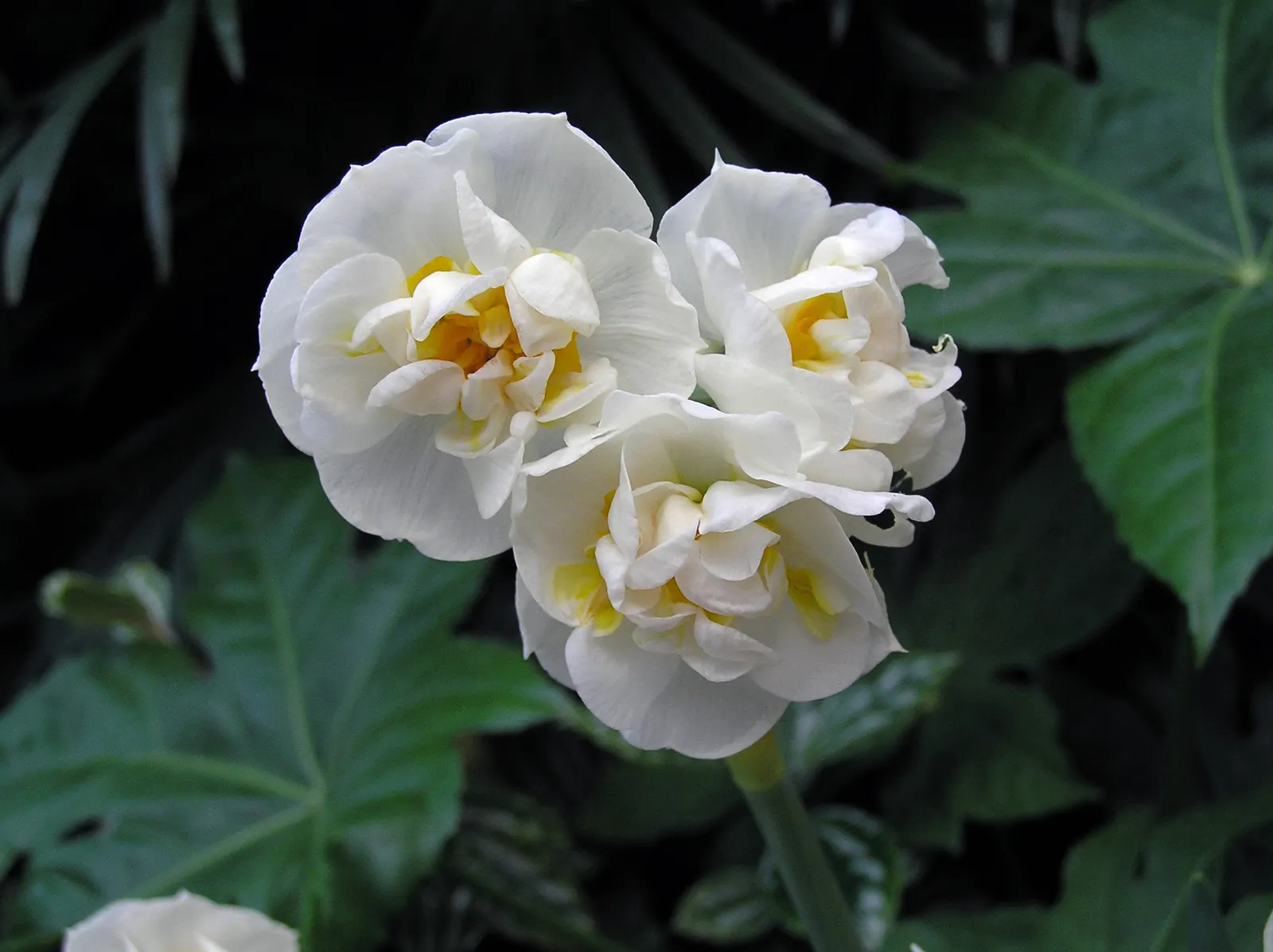 Bridal Crown Daffodil (Narcissus 'Bridal Crown') — The Narcissus 'Bridal Crown' is a cherished member of the Daffodil family