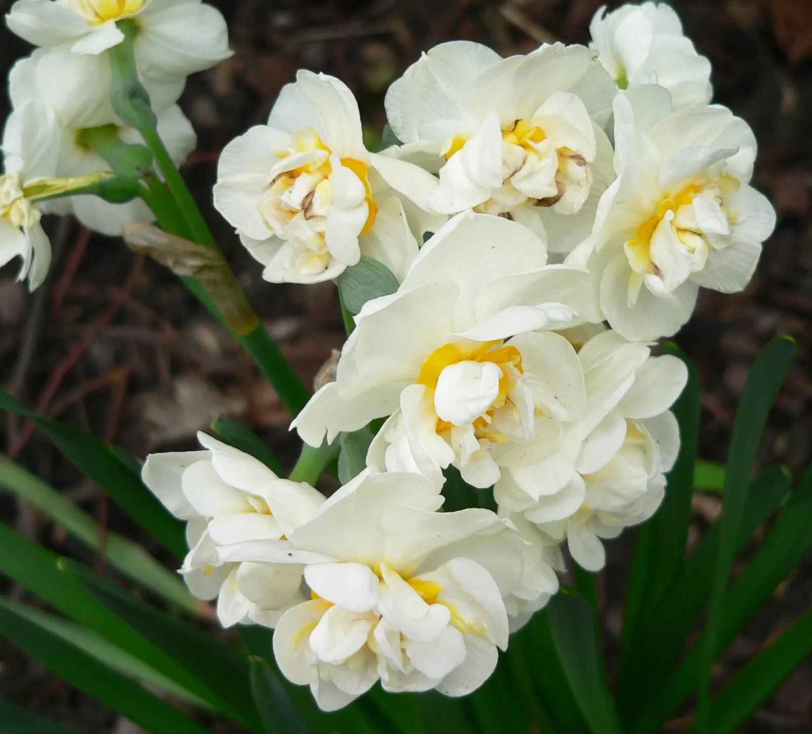 Bridal Crown Daffodil (Narcissus 'Bridal Crown') — reaching up to 14-16 inches tall