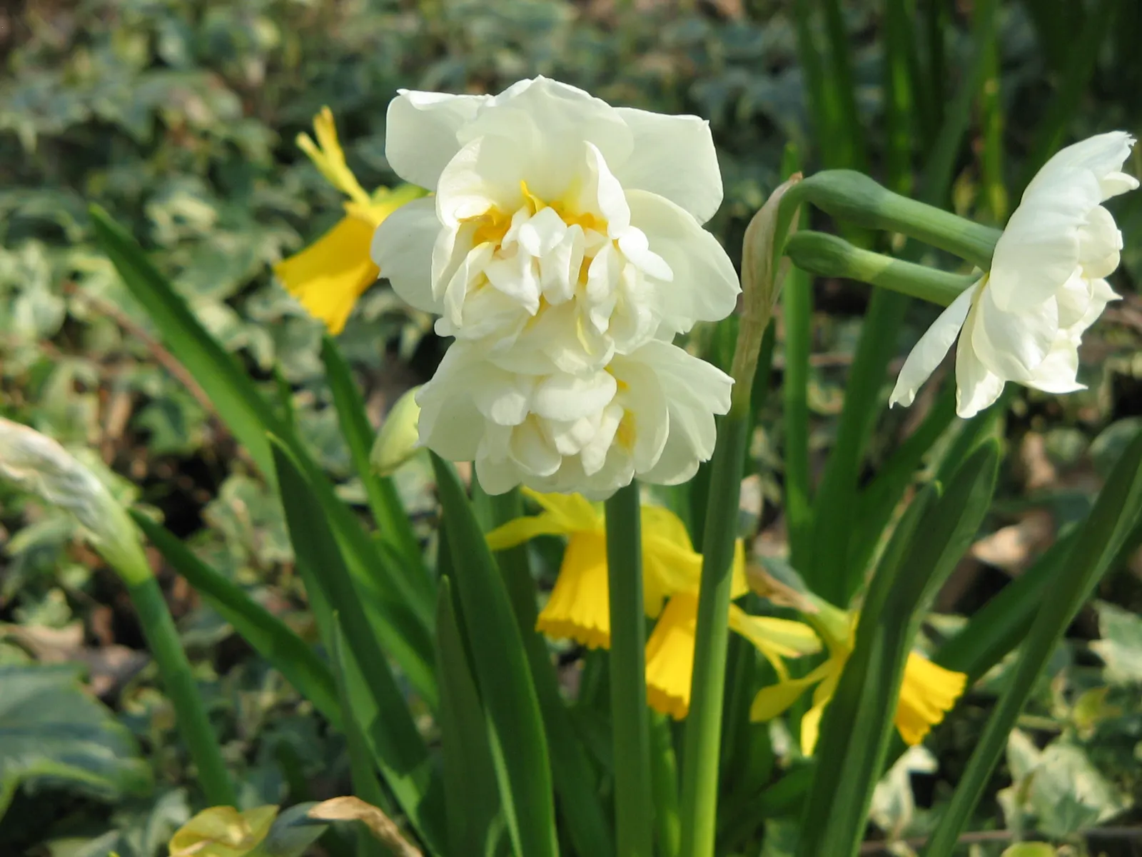 Bridal Crown Daffodil (Narcissus 'Bridal Crown') — Ideal for cut arrangements, it promises an enchanting display in borders or pots