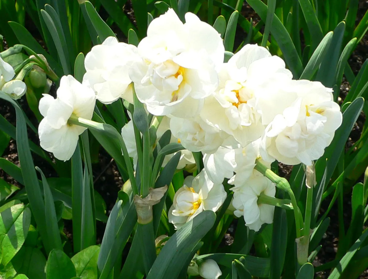 Bridal Crown Daffodil (Narcissus 'Bridal Crown') — showcases multiple flowers