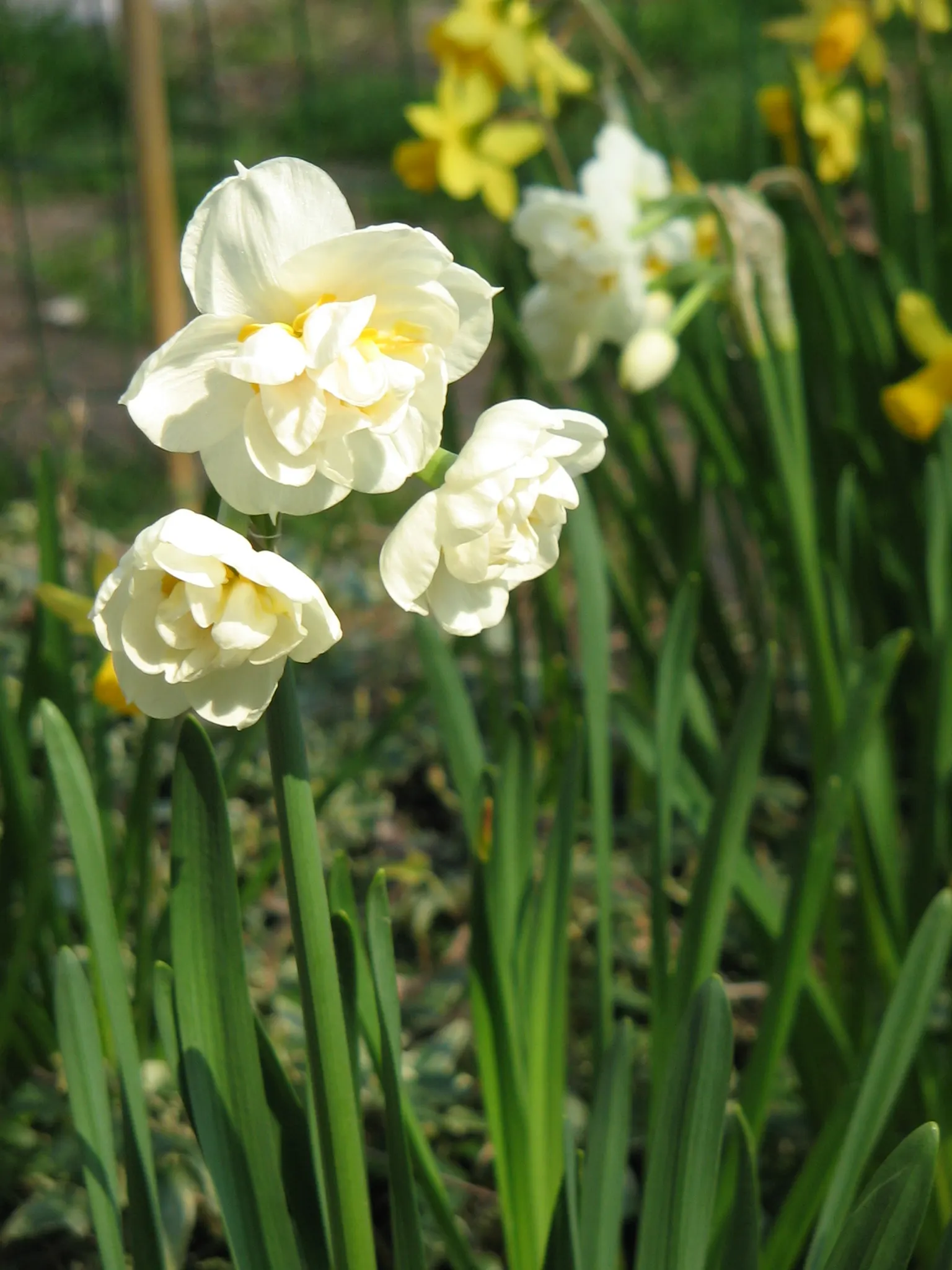 Bridal Crown Daffodil (Narcissus 'Bridal Crown') — Flowering in mid-spring, this hardy perennial thrives in USDA zones 3-8 and prefers full sun to partial shade