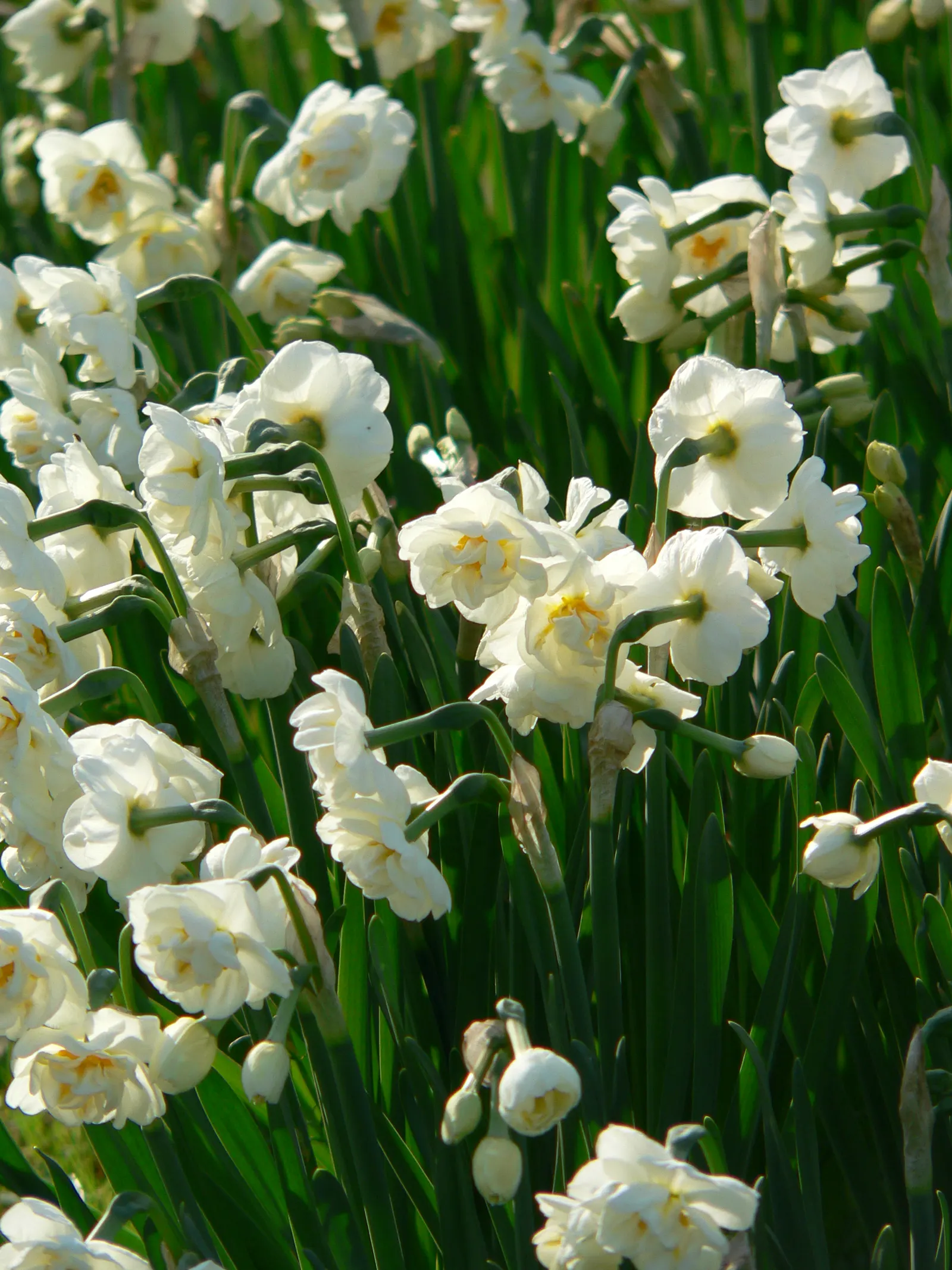Bridal Crown Daffodil (Narcissus 'Bridal Crown') — The Narcissus 'Bridal Crown' dazzles with clusters of creamy white blooms that exude a captivating fragrance