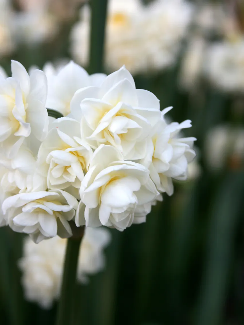 Bridal Crown Daffodil (Narcissus 'Bridal Crown') — highlighted by ruffled inner petals and a soft yellow cup
