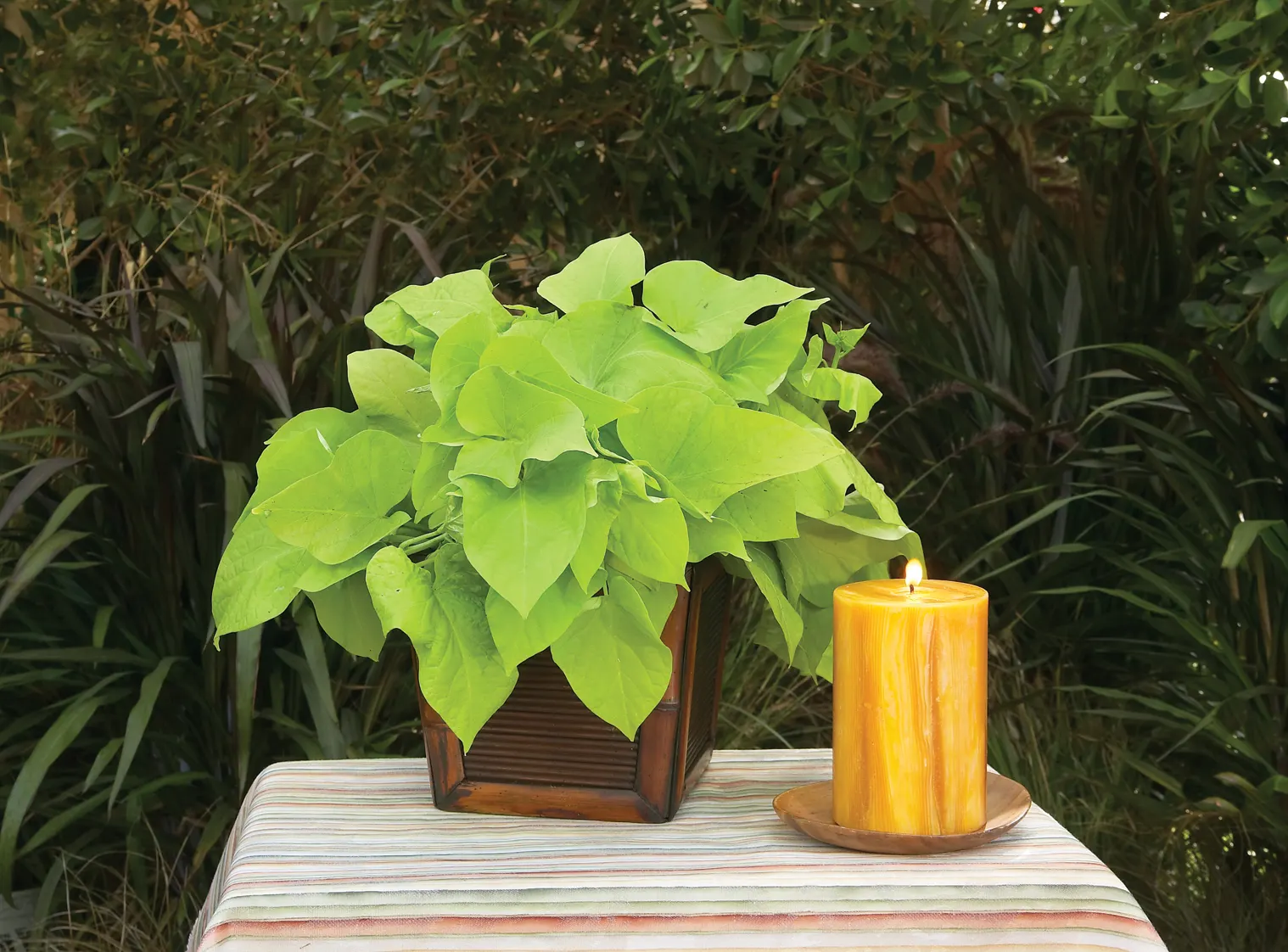 Margarita Sweet Potato Vine (Ipomoea batatas) — and if pesticides or fungicides were used on it before you got it