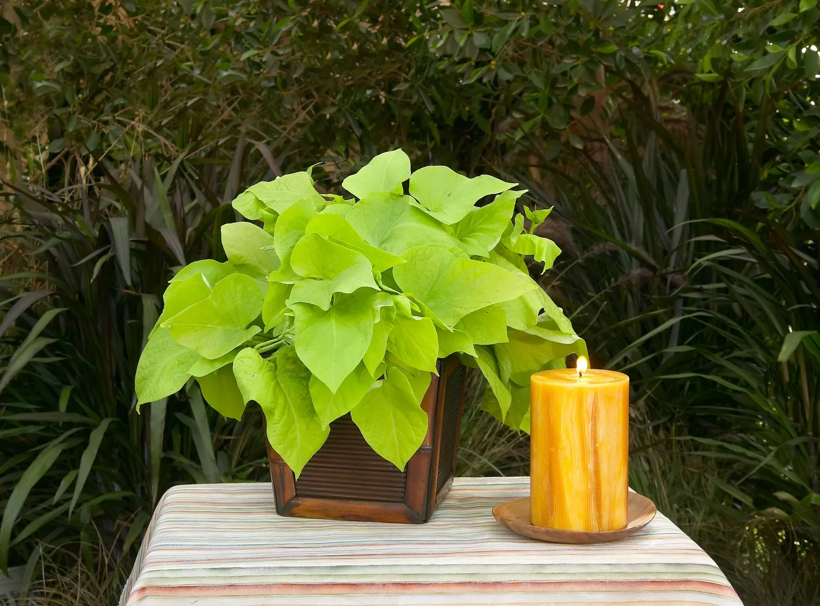 Margarita Sweet Potato Vine (Ipomoea batatas) — along with regular fertilization of plants in pots