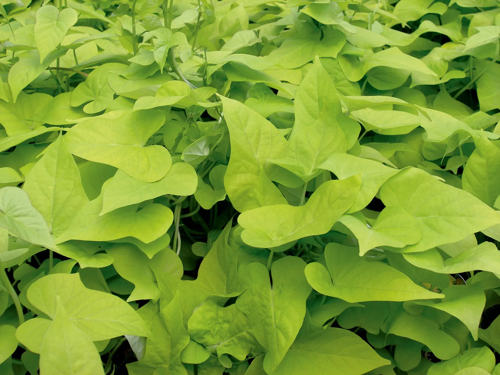 Margarita Sweet Potato Vine (Ipomoea batatas) — if you prefer to keep a more balanced look to your combination planters; making them a poor choice for eating