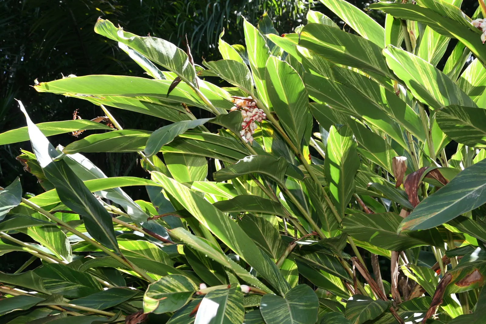 Shell Ginger (Alpinia Zerumbet) — Shell Ginger (Alpinia zerumbet) is a perennial, reaching heights of 8-10 ft