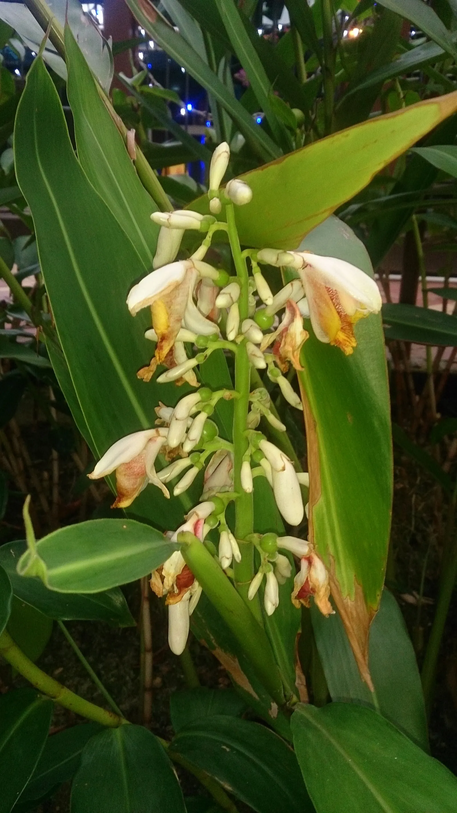 Shell Ginger (Alpinia Zerumbet) — commonly known as Shell Ginger; it can be grown in containers and brought indoors during frost periods to, image 50