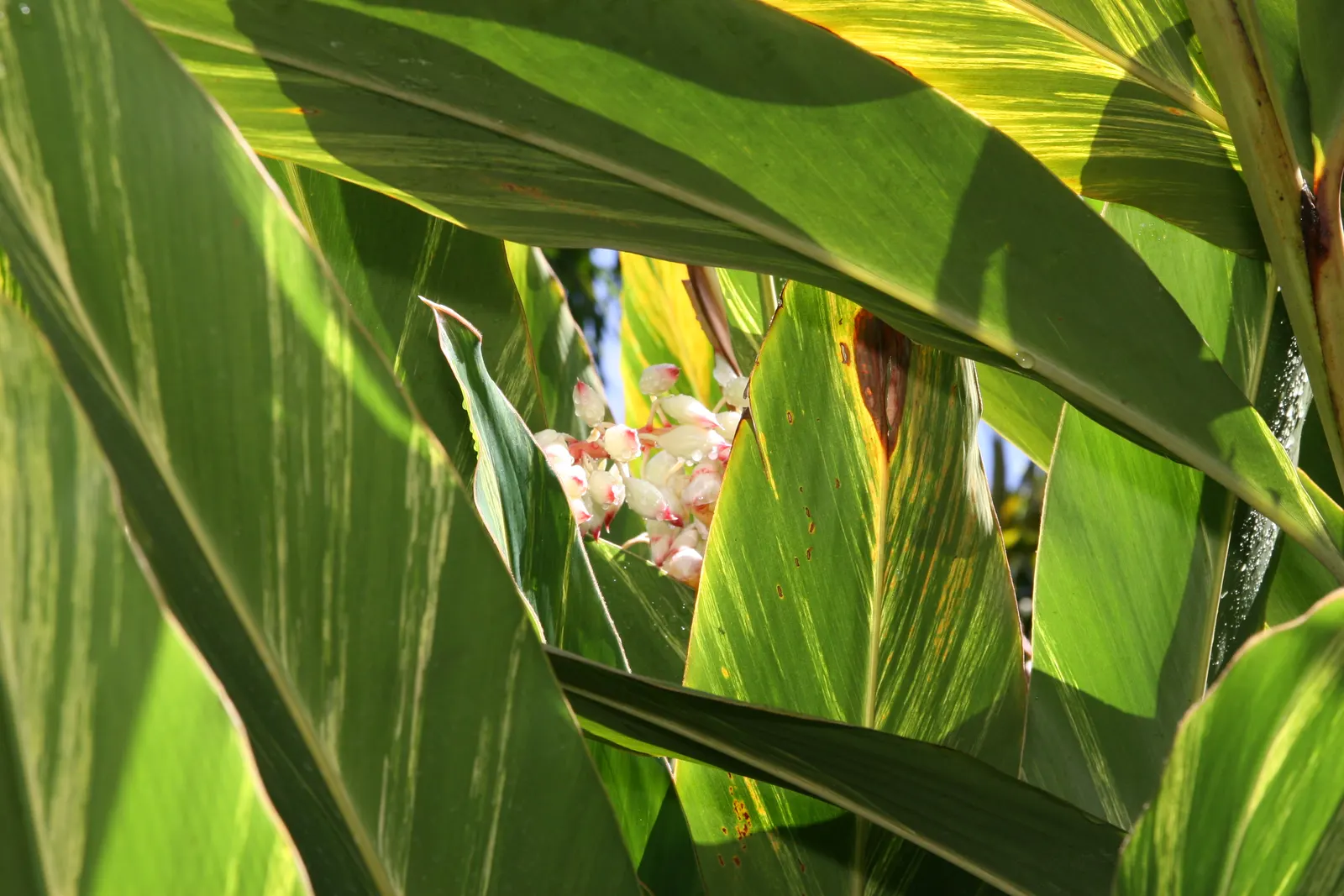 Shell Ginger (Alpinia Zerumbet) — These flowers are not only visually stunning but also attract pollinators; this robust tropical plant can reach a, image 58