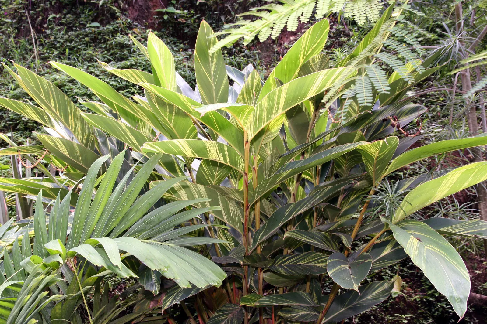 Shell Ginger (Alpinia Zerumbet) — Its lush, green leaves add tropical flair, and it thrives in partial shade with rich, moist soil; the Shell, image 47