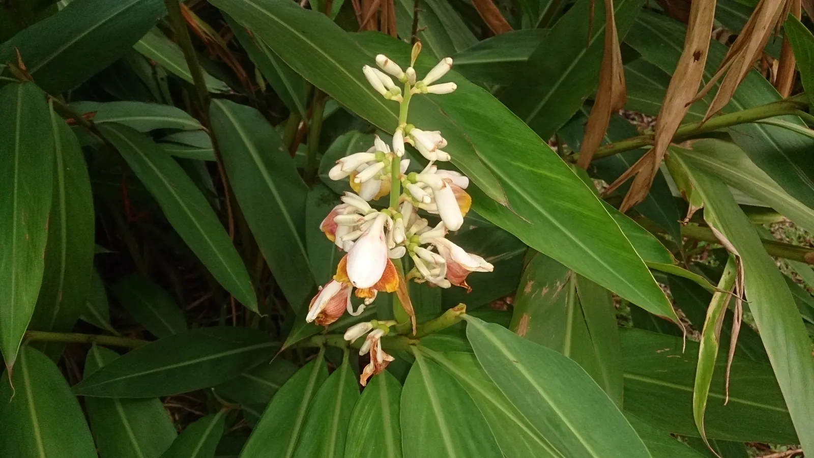 Shell Ginger (Alpinia Zerumbet) — it can be grown in containers and brought indoors during frost periods to maintain year-round interest; commonly known as