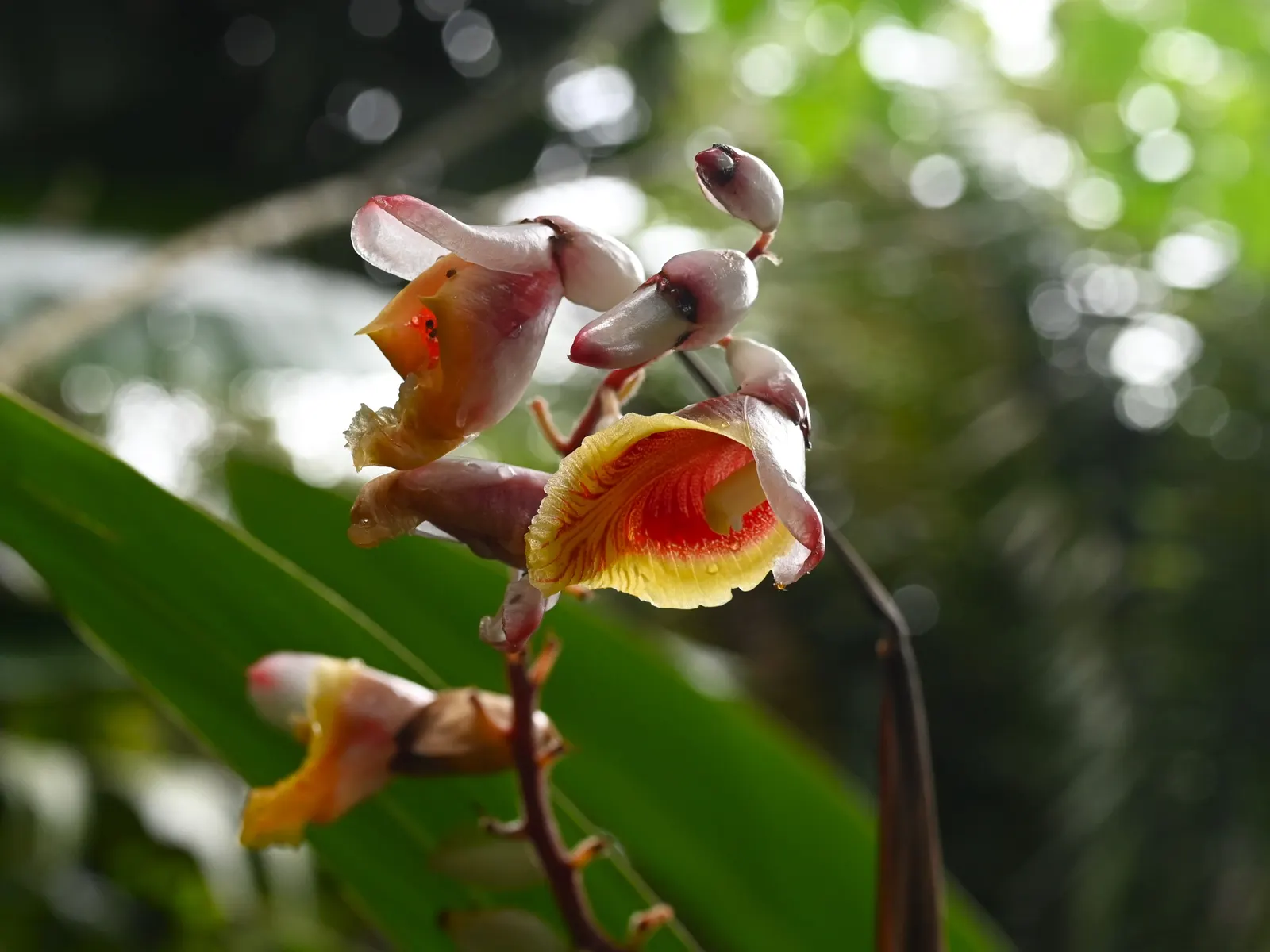 Shell Ginger (Alpinia Zerumbet) — Adds aromatic, visual interest to shaded garden areas or as a container specimen