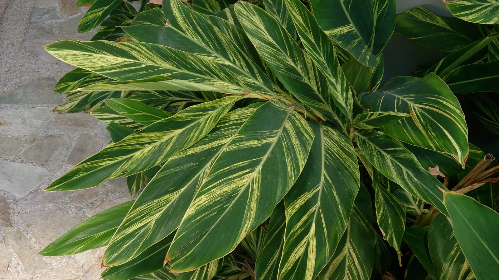 Shell Ginger (Alpinia Zerumbet) — although it can tolerate some sun exposure.<br><br>The plant's lance-shaped leaves are a glossy green
