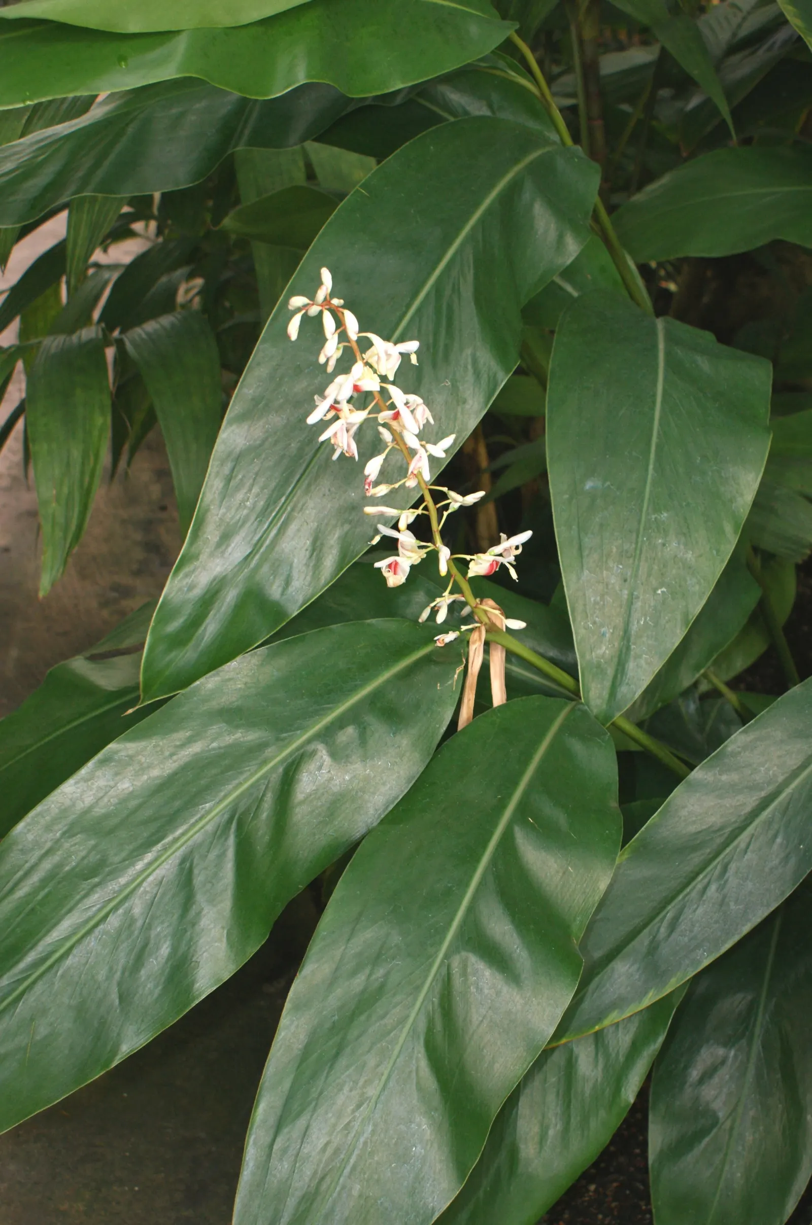 Shell Ginger (Alpinia Zerumbet) — Known for its striking shell-shaped white flowers with pink tips, it blooms from summer to fall; growing up to 24, image 46