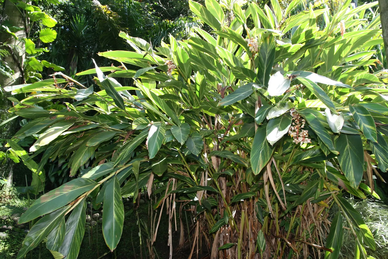 Shell Ginger (Alpinia Zerumbet) — Shell Ginger produces drooping clusters of white and pink shell-like flowers; consistent moisture is key, image 56