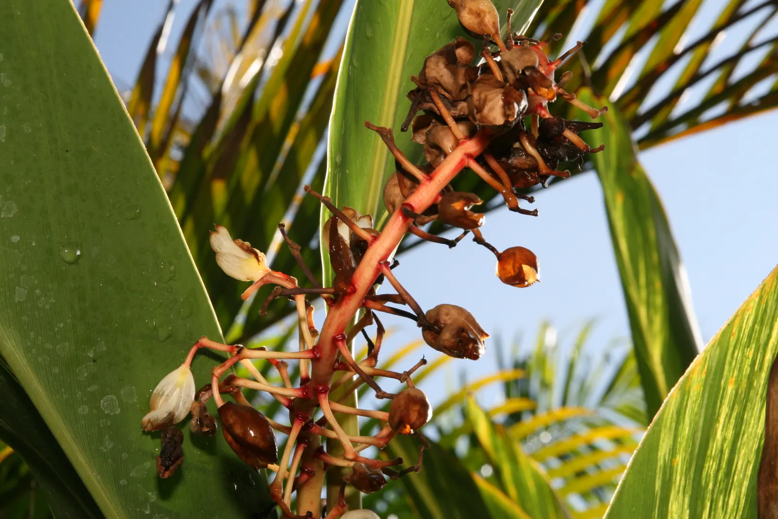 Shell Ginger (Alpinia Zerumbet) — Shell Ginger produces drooping clusters of white and pink shell-like flowers