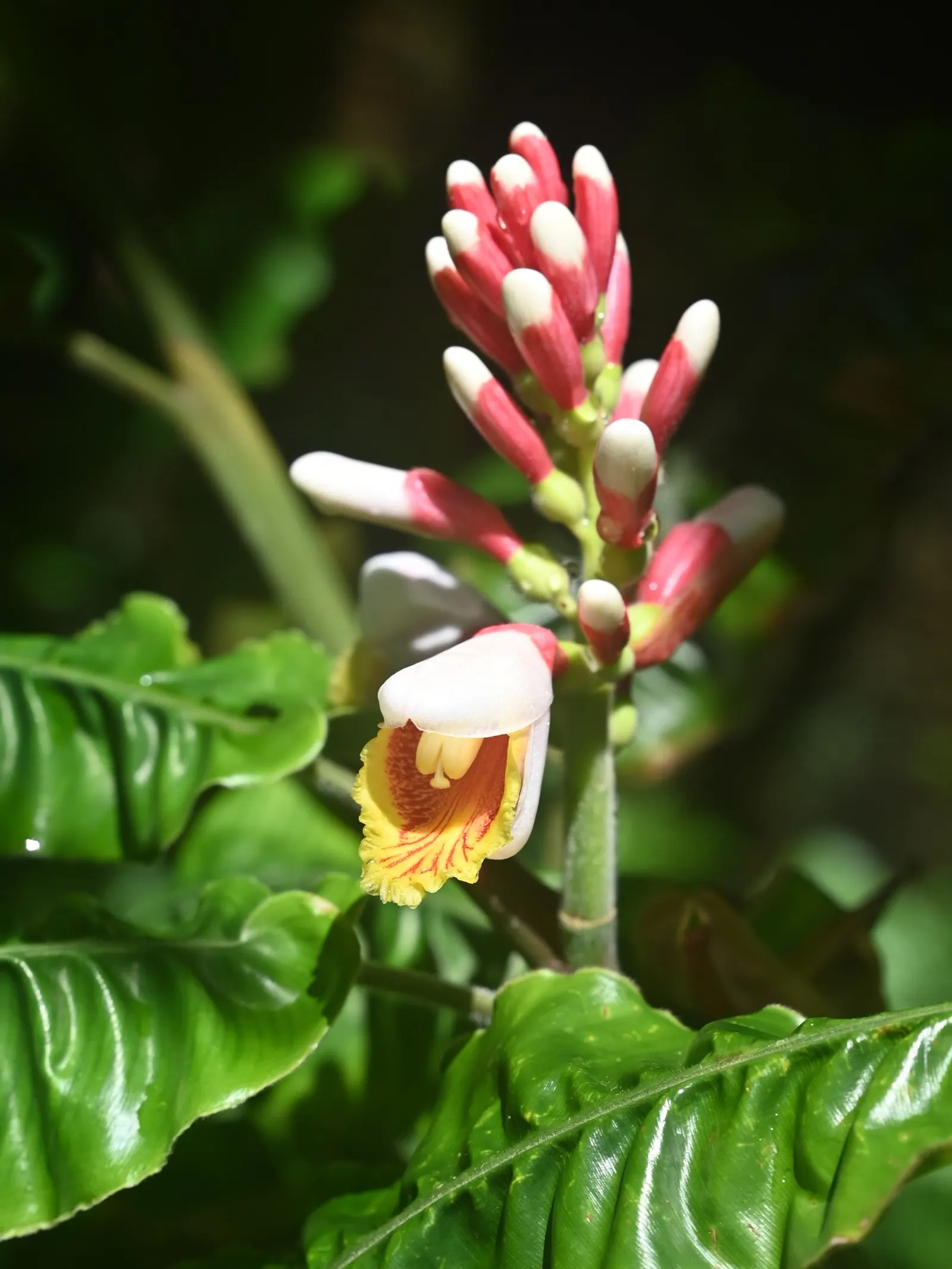 Shell Ginger (Alpinia Zerumbet) — Known for its striking shell-shaped white flowers with pink tips, it blooms from summer to fall