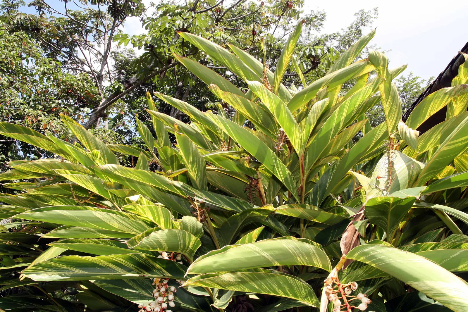 Shell Ginger (Alpinia Zerumbet) — This robust tropical plant can reach a mature height of 8 to 10 feet with a spread of 3 to 5 feet; known for its, image 51